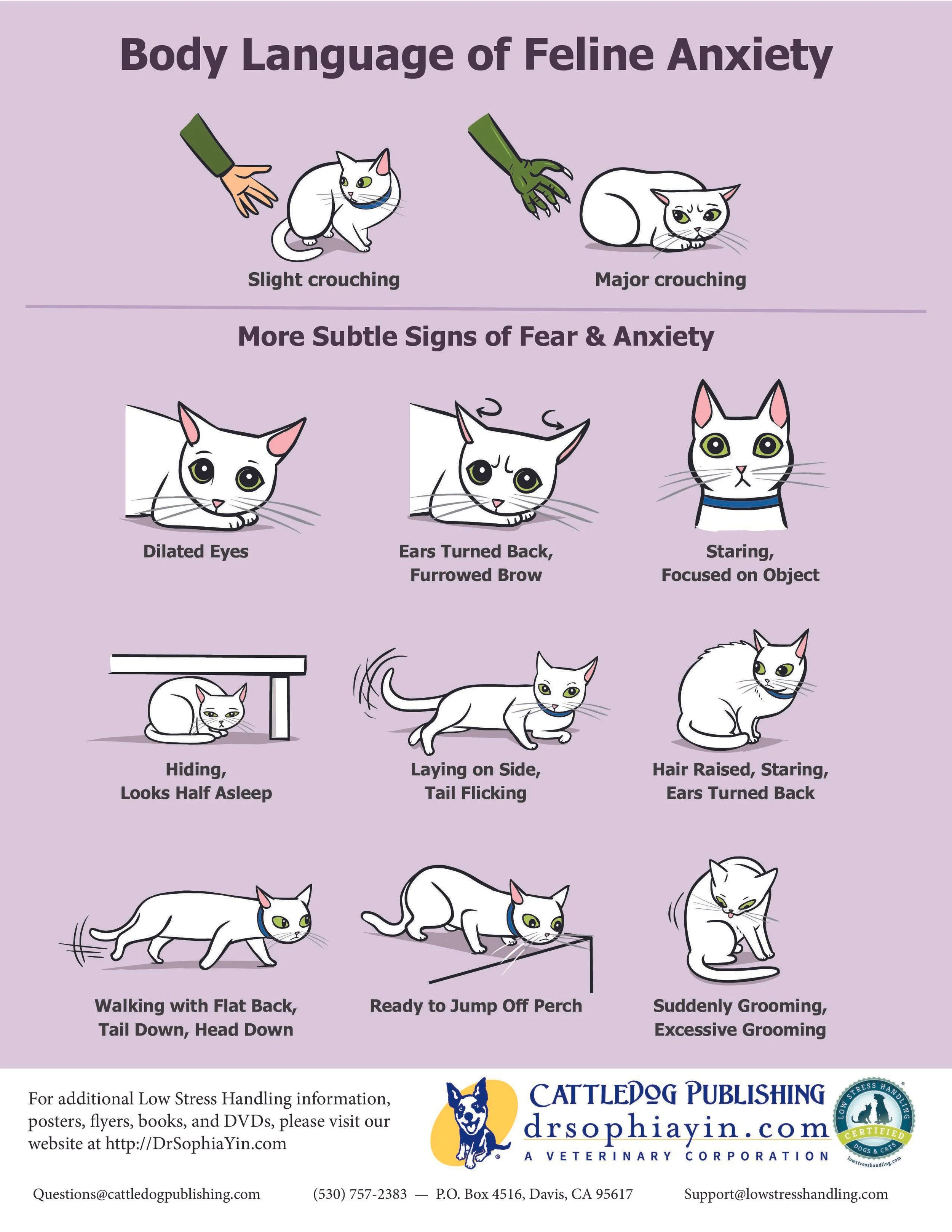 Scared Cat Signs Understanding Cat Body Language: Decode Feline Behavior for a Happier ...