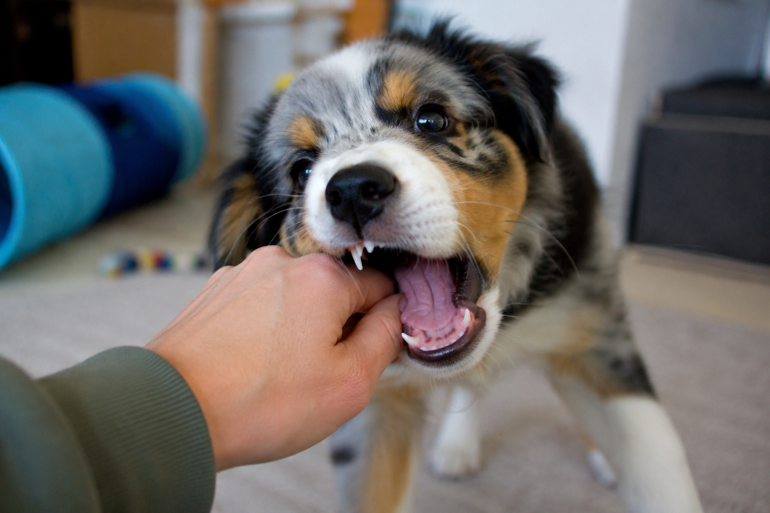 How to Stop Puppy Nipping: A Positive Training Guide