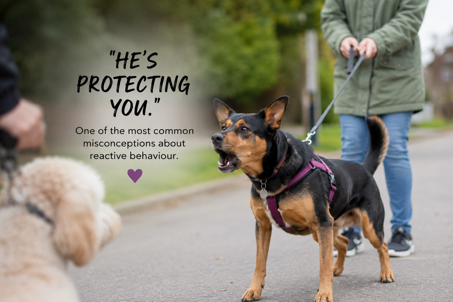 Is My Dog Really Protecting Me? Why Barking and Lunging Usually Isn't About Being Protective