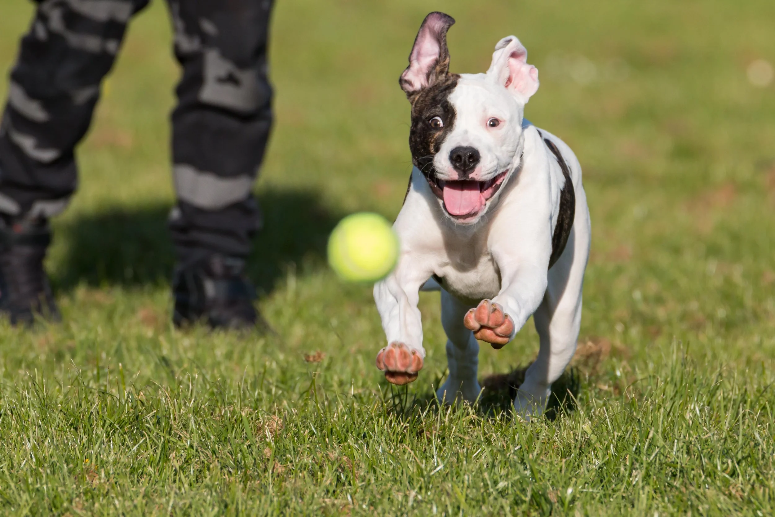 Can Dogs Have Too Much of a Good Thing?