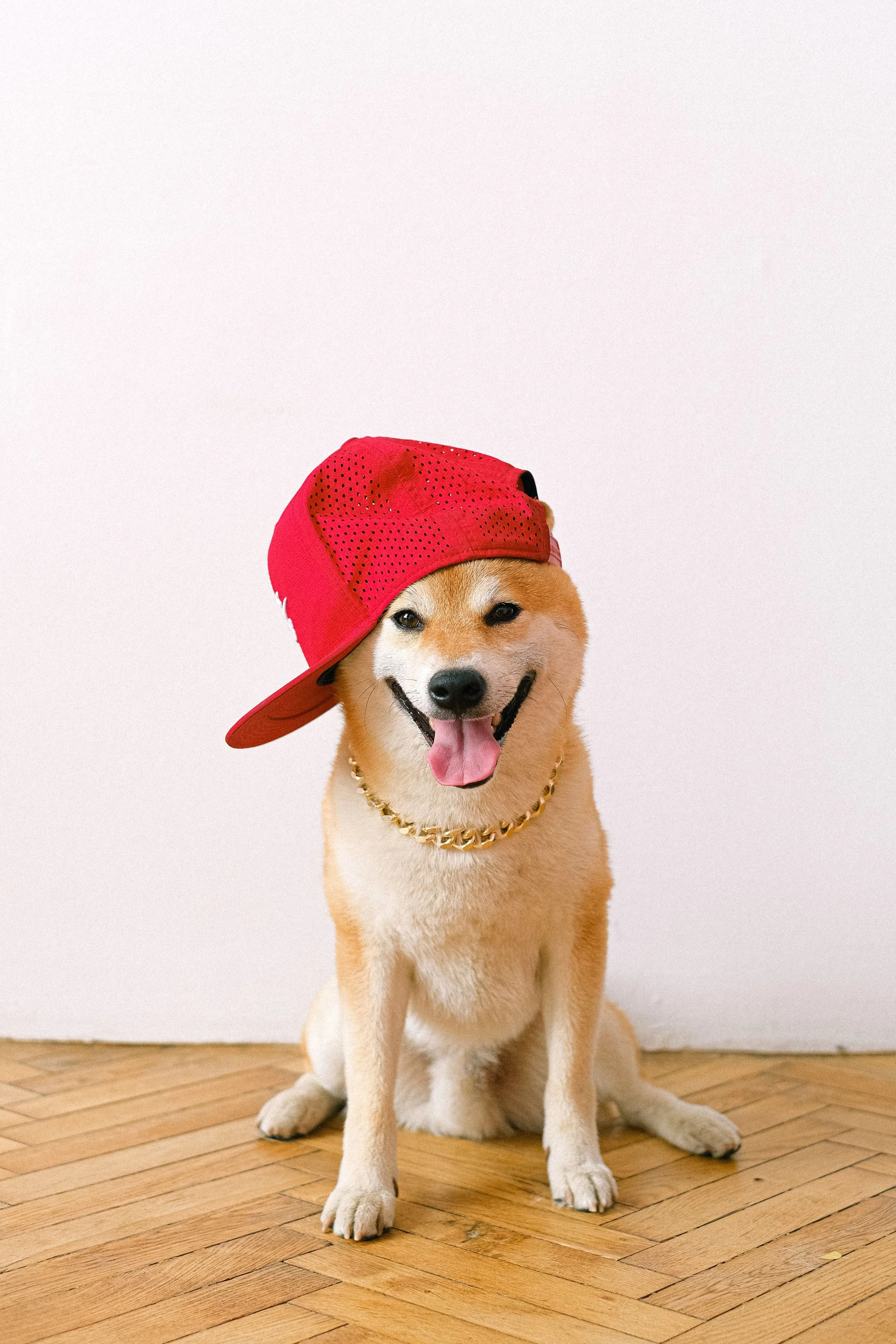 The Teenage Dog Brain: Why Less Can Sometimes Be More