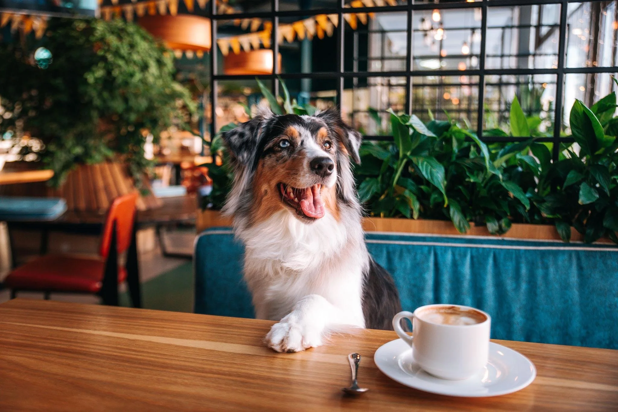 Dog doing to a cafe