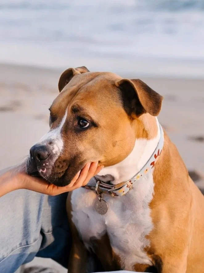 Small group Cooperative Care classes in Adelaide teaching dogs to participate in grooming and veterinary procedures.