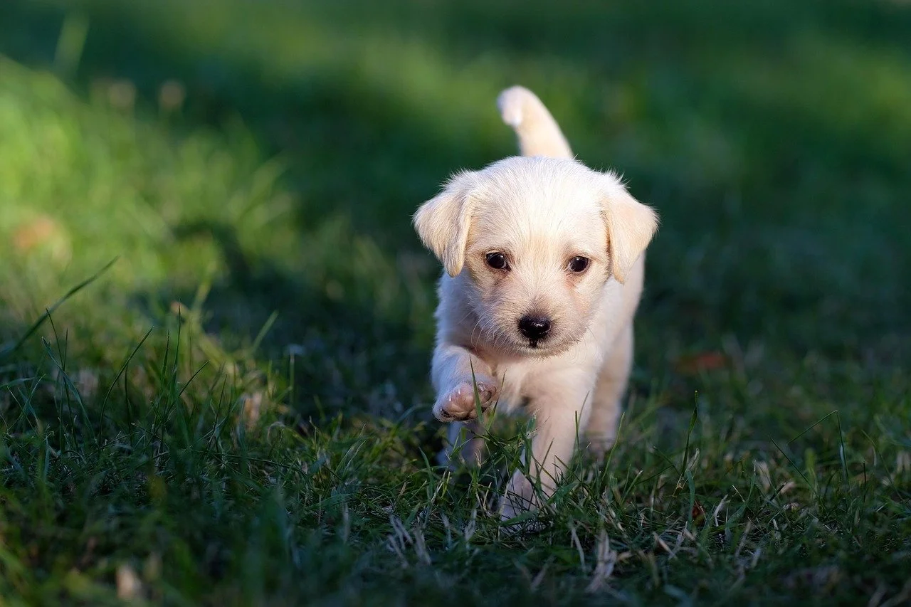 🐾 Training Essentials Every Puppy Owner Should Know