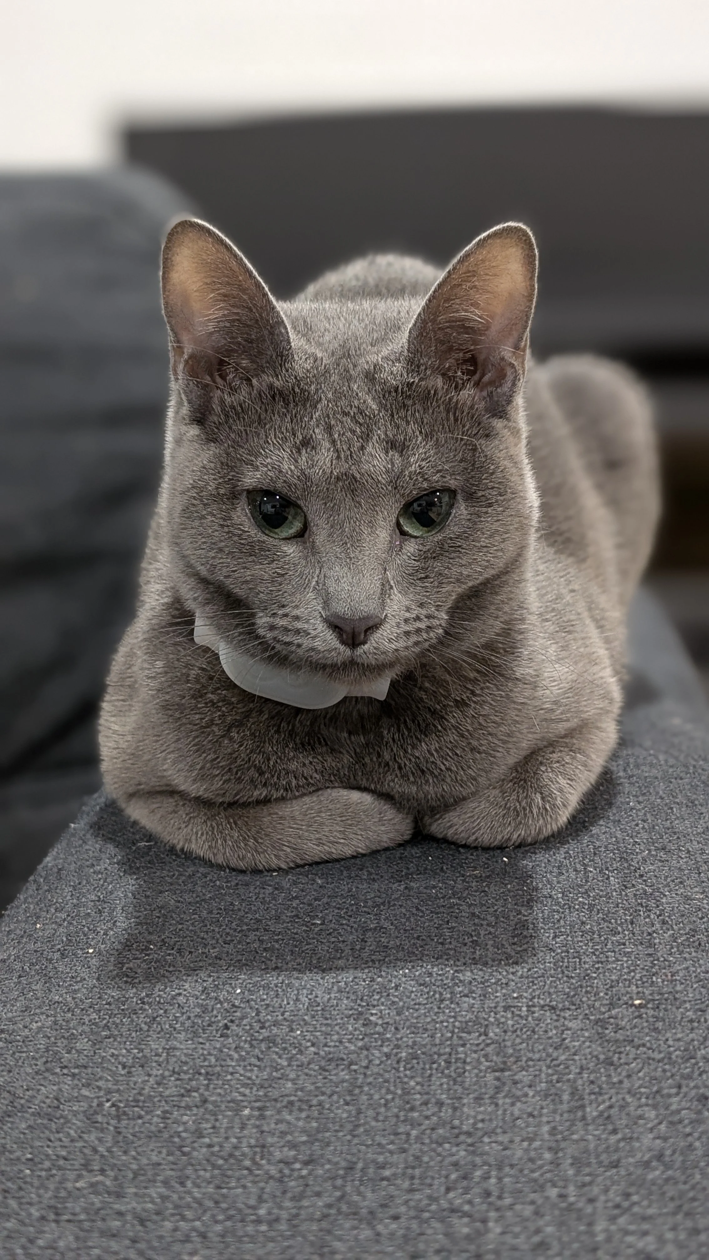 Happy and relaxed cat