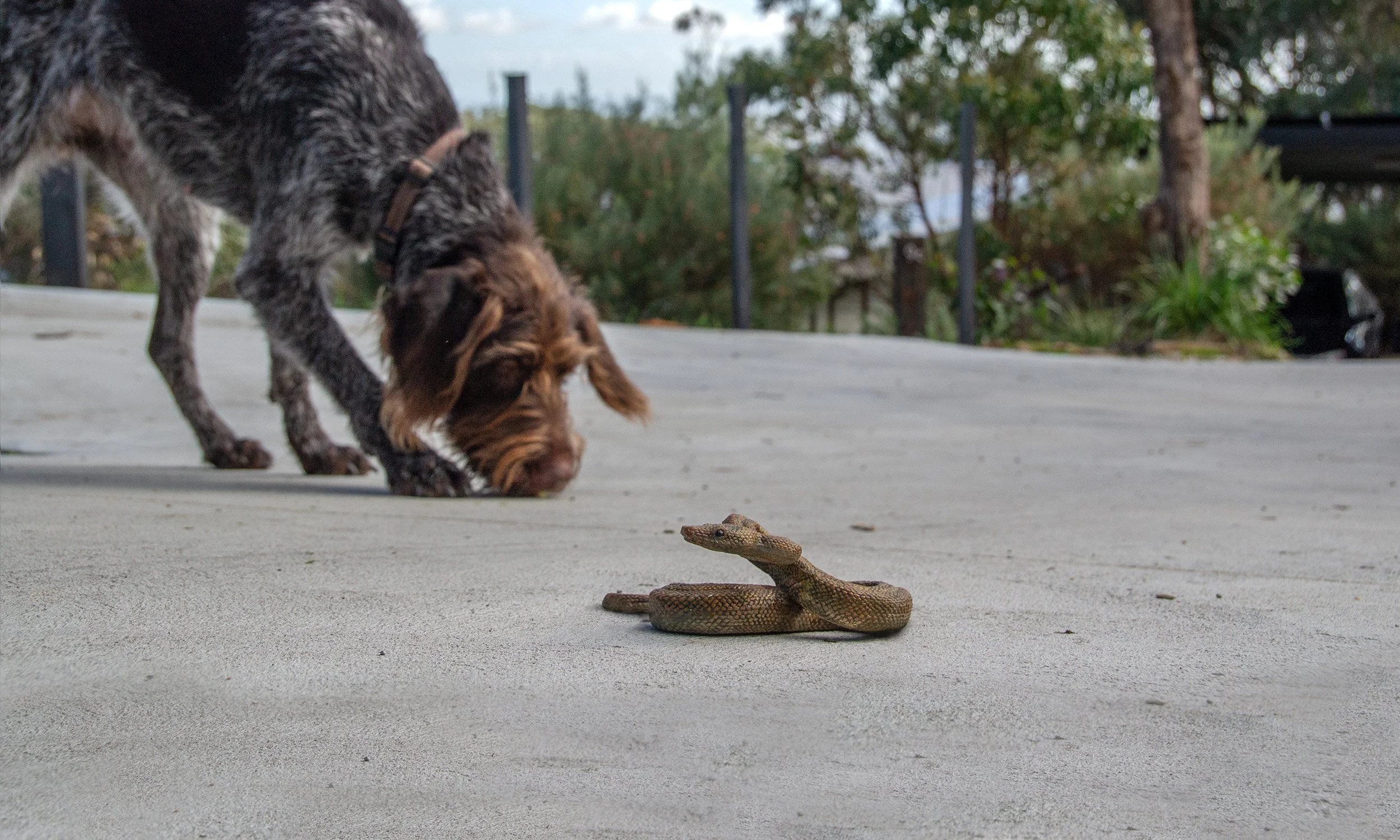 Snake Avoidance Training in Adelaide - Protect Your Dog with Positive