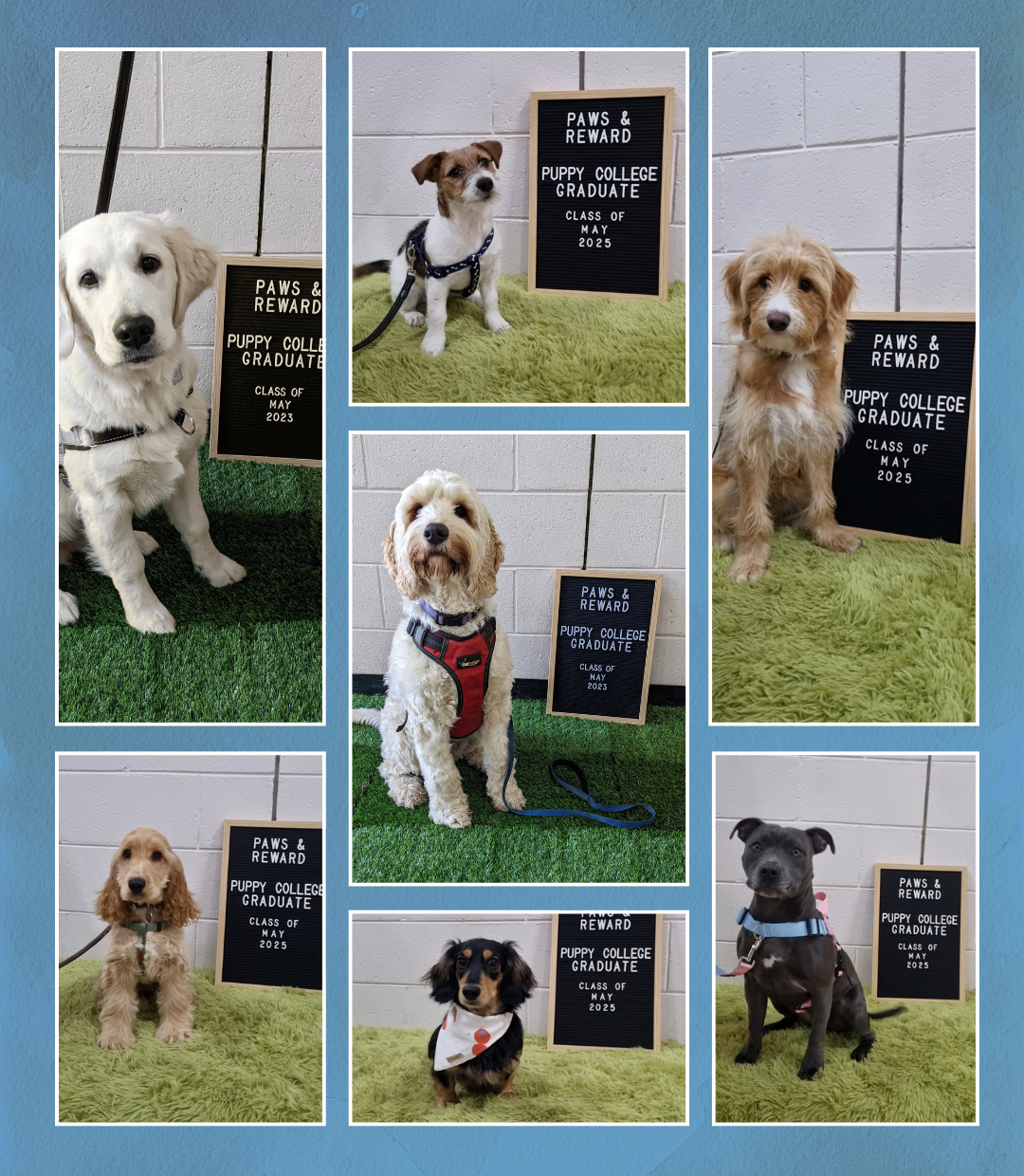 Puppy College puppy training classes in Adelaide using positive reinforcement methods.