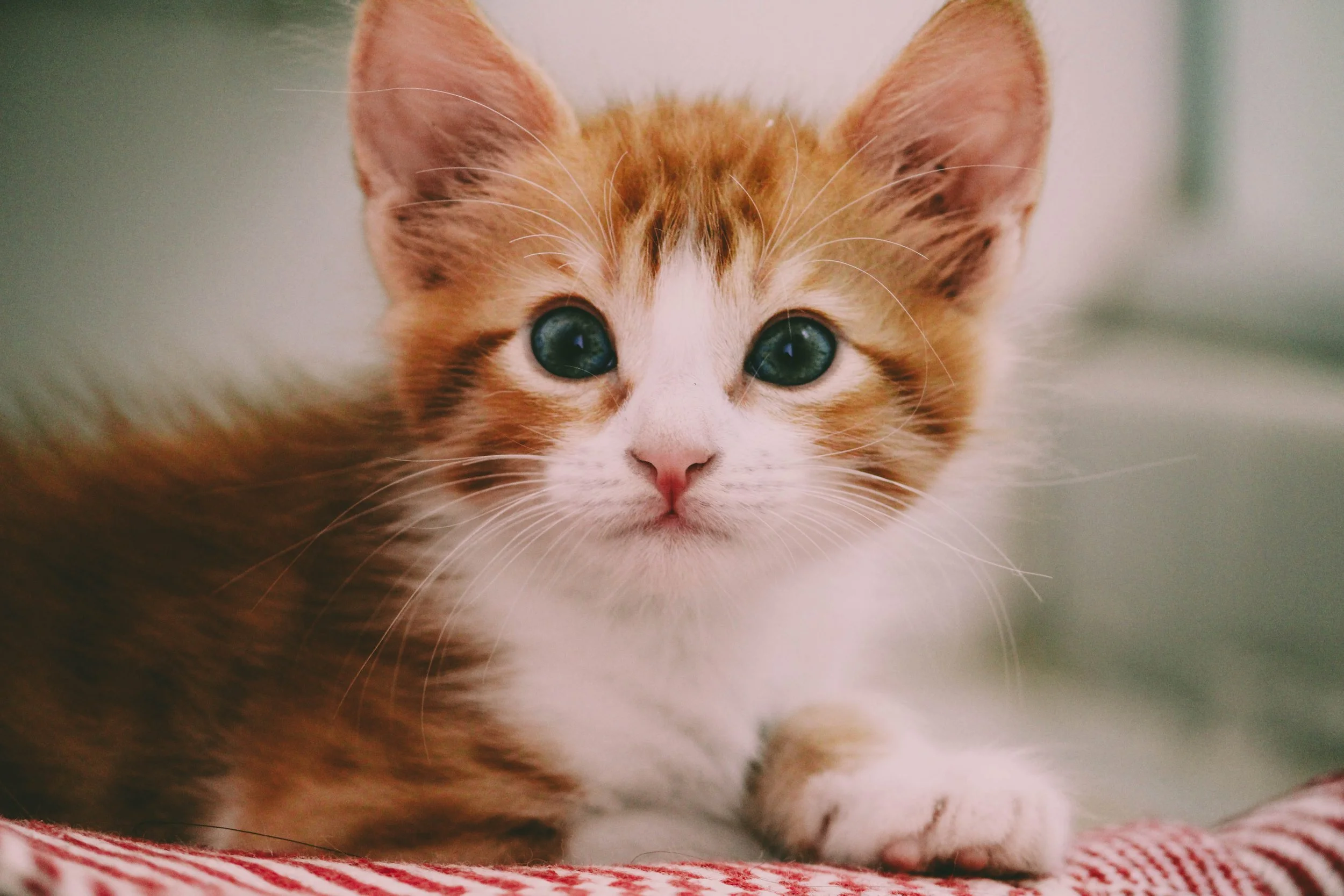 Reward-based cat behaviour advice for anxious and fearful cats in Adelaide
