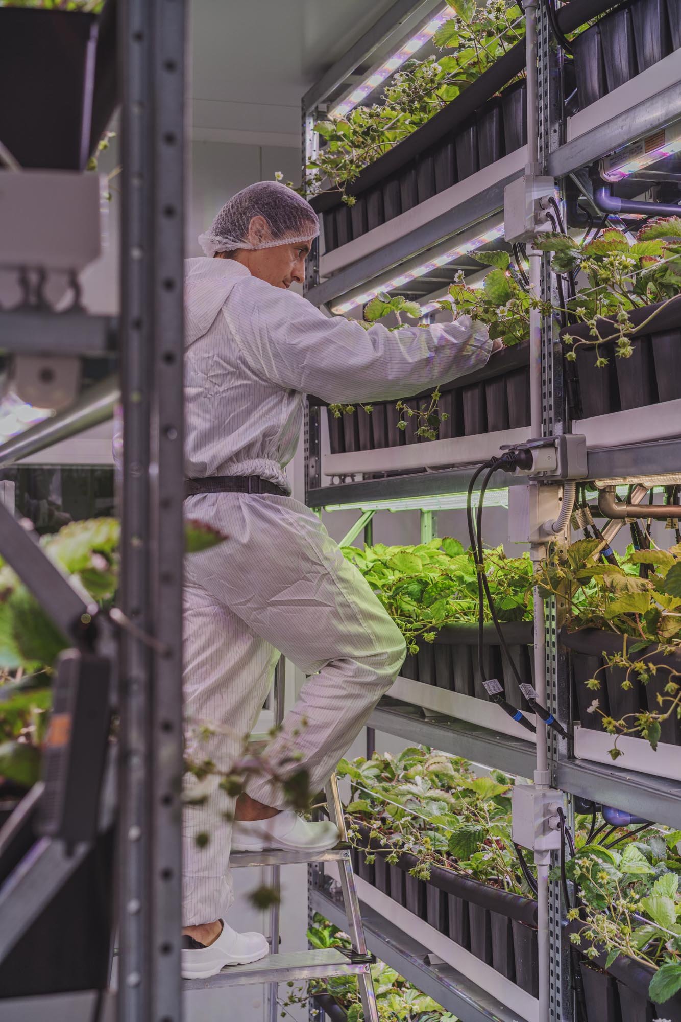 Persona trabajando en un invernadero con plantas en estanterías y luces de cultivo LED.