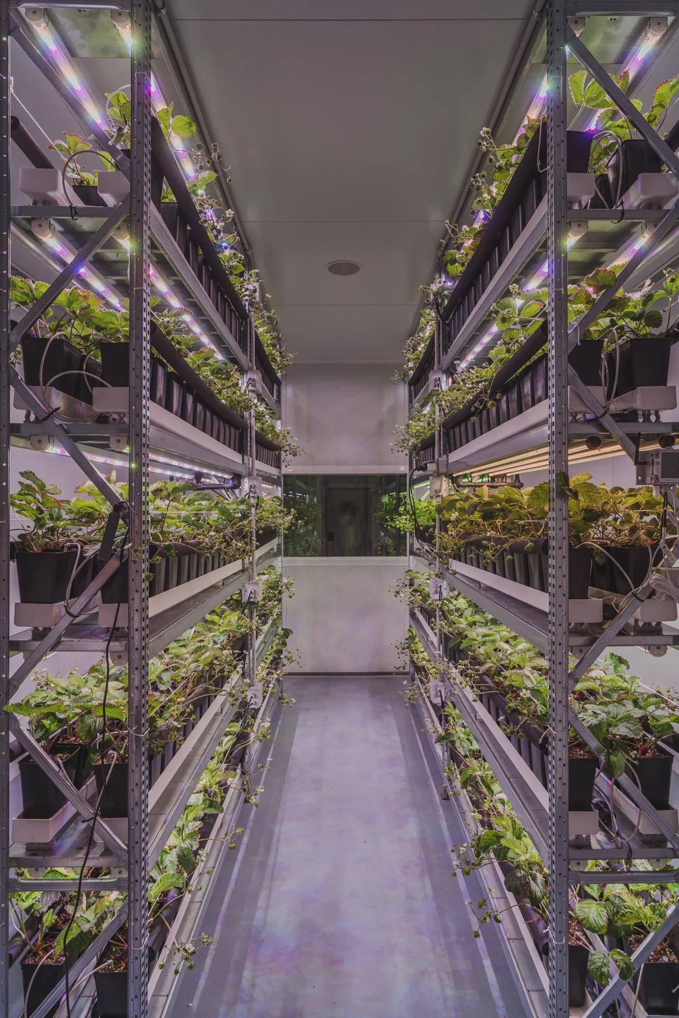 Invernadero interior con estanterías metálicas y plantas en macetas, iluminadas con luces LED de cultivo