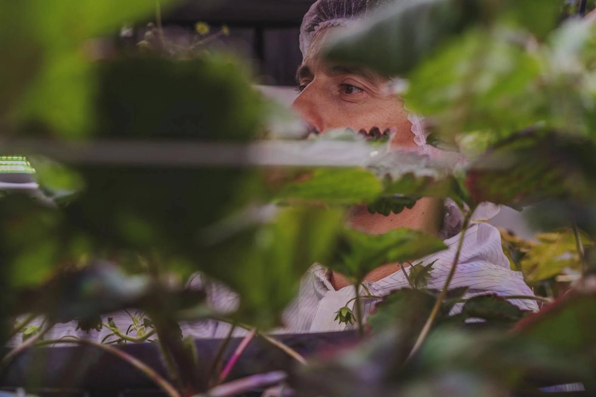 Persona inspeccionando plantas verdes en un ambiente de invernadero o jardín.
