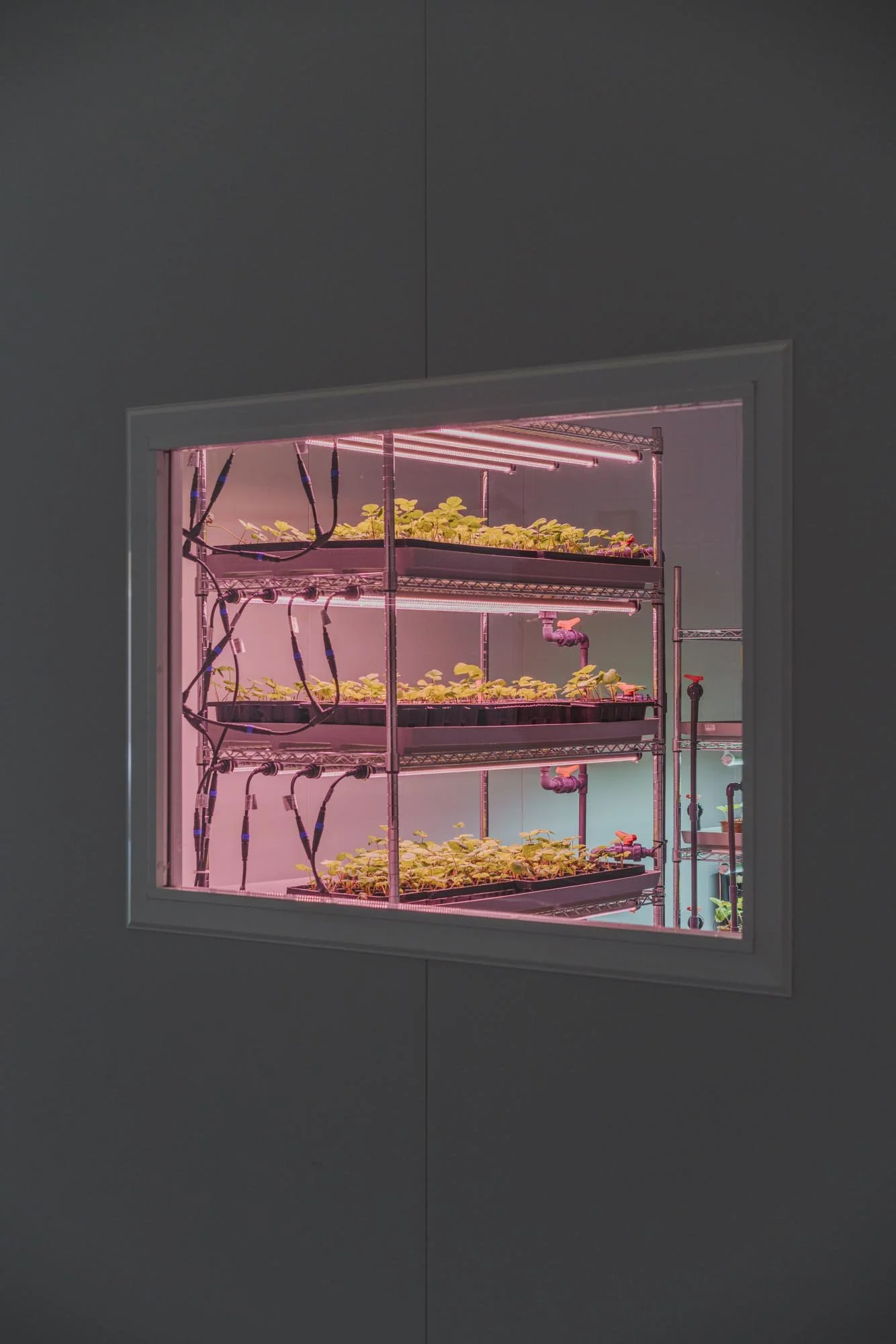 Cuarto de cultivo con estanterías y plantas bajo luces de crecimiento LED en un espacio controlado.