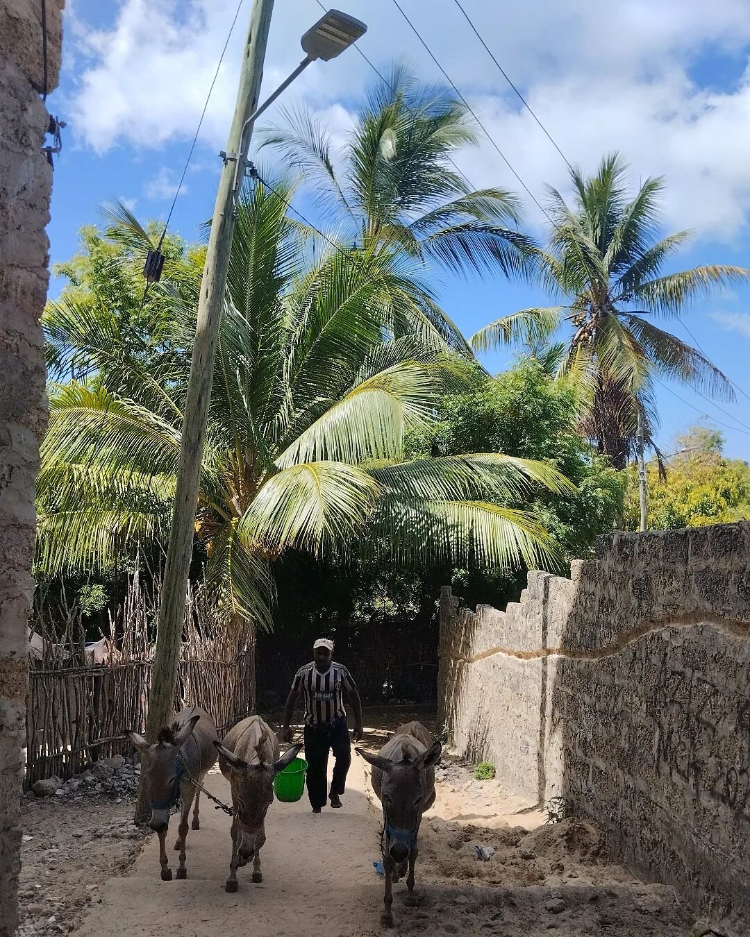 #walking #home #donkeys in #shela #shela #lamu #kenya #abenteuerreise #travelotherways #otherways #travelwithpurpose #sustainabletravel #mindfultravel #responsibletravel #ecotravel #travelwithmeaning #traveldifferently #meaningfultravel #travel #trav