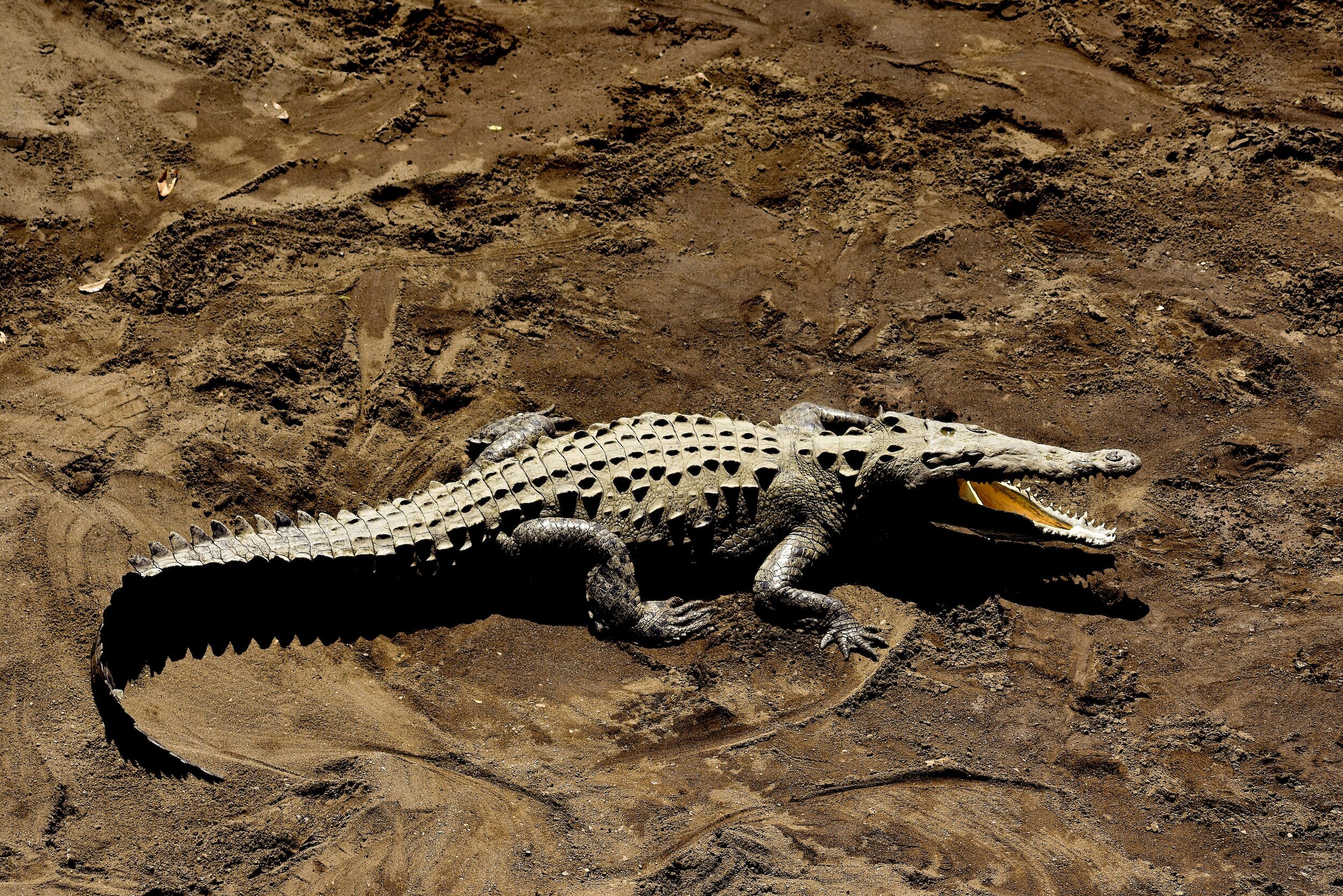 Земли ящеров. Хищные рептилии. Кавказский крокодил. Коричневый крокодил.