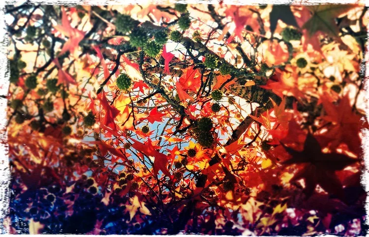 Conrad Lattimer Photographer Film Maker