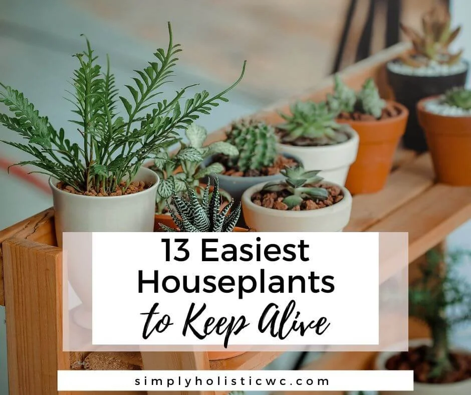 13 Easiest Houseplants to Keep Alive — Simply Holistic Wellness