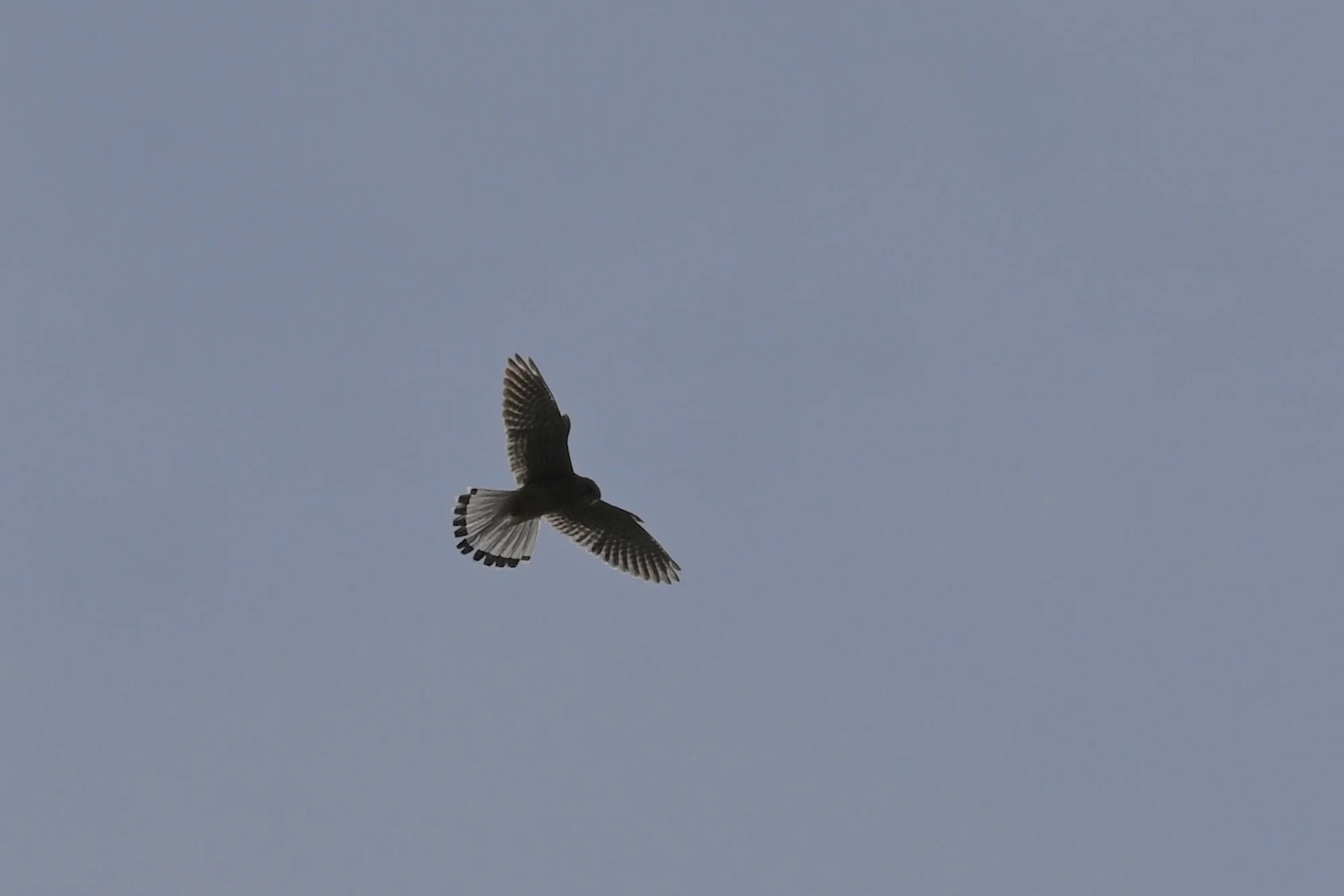 DSC_0508.jpeg