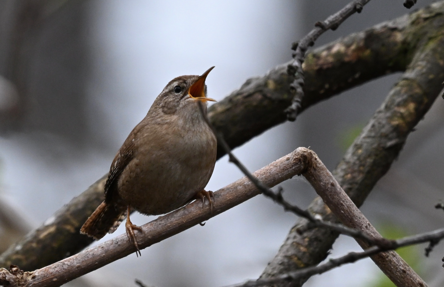 A Wren on a twig - singing with its mouth wide open