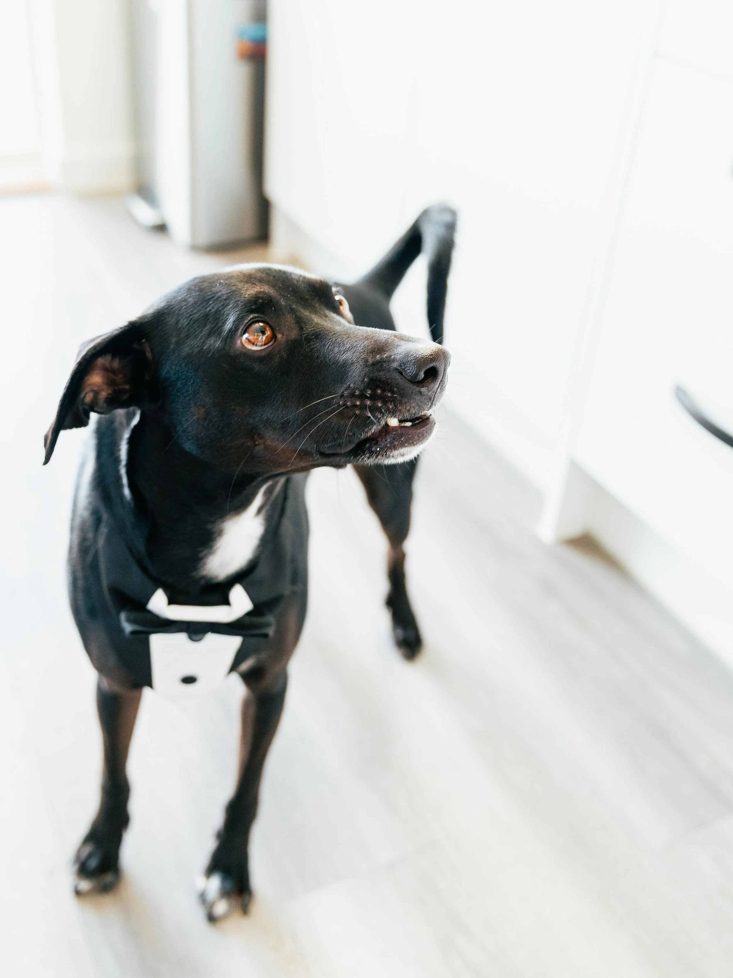 Black dog wearing a tuxedo-style harness, standing on a wooden floor indoors, looking up with its mouth slightly open.