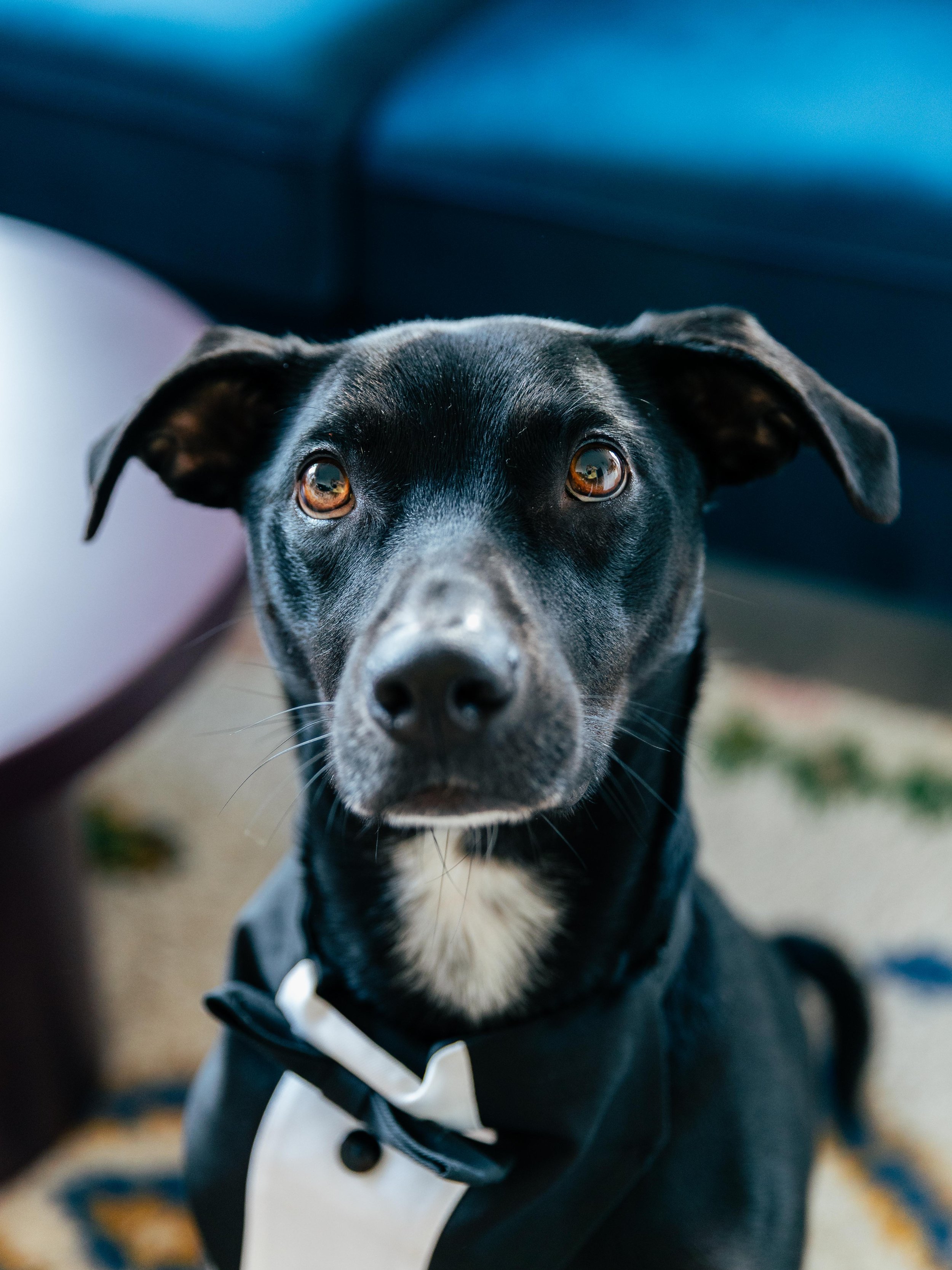 Black dog wearing a tuxedo, looking directly at the camera indoors.