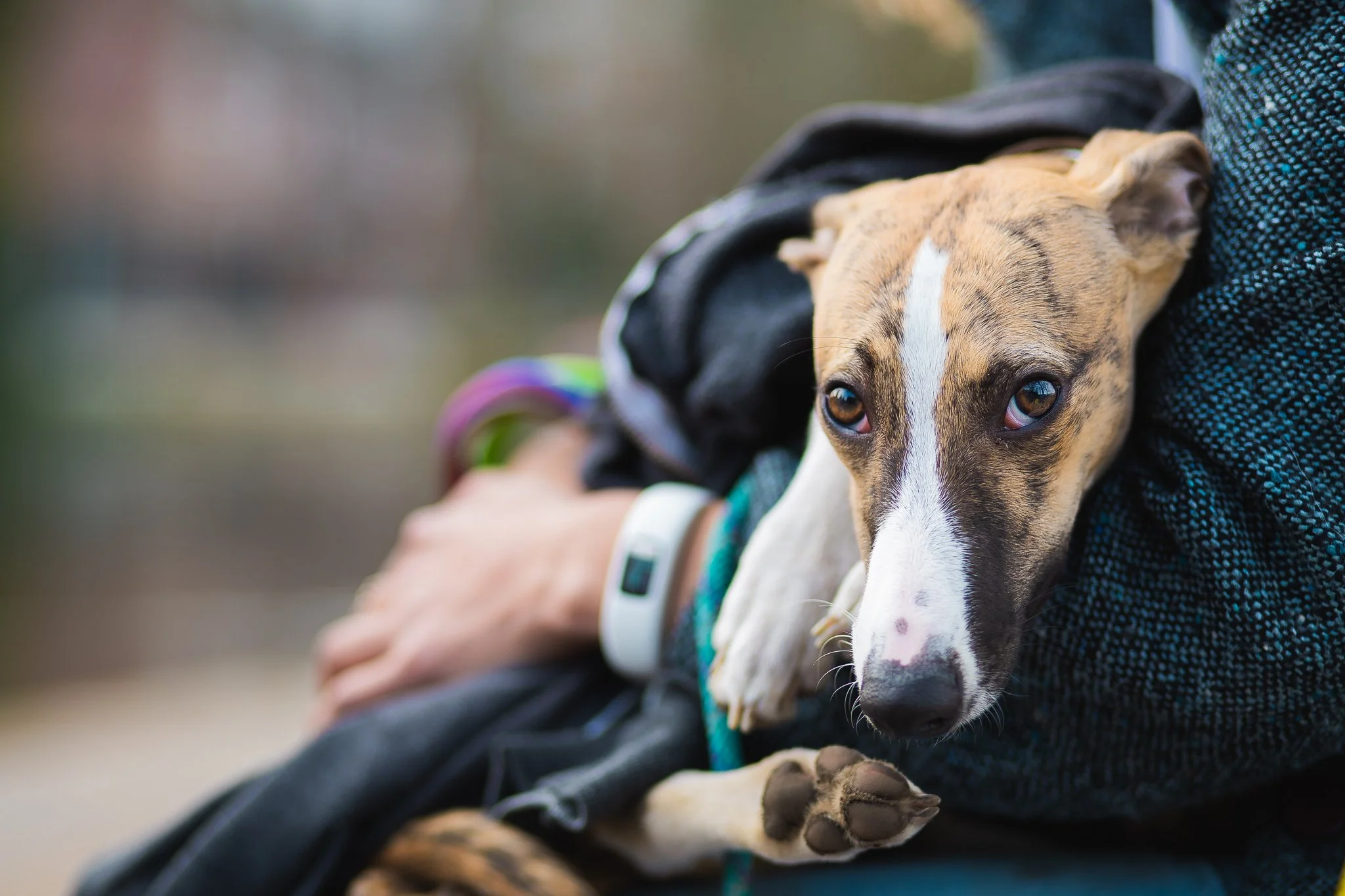 Two dogs, one with a black coat and the other with a brown and white coat, resting in a person's arms during daytime.
