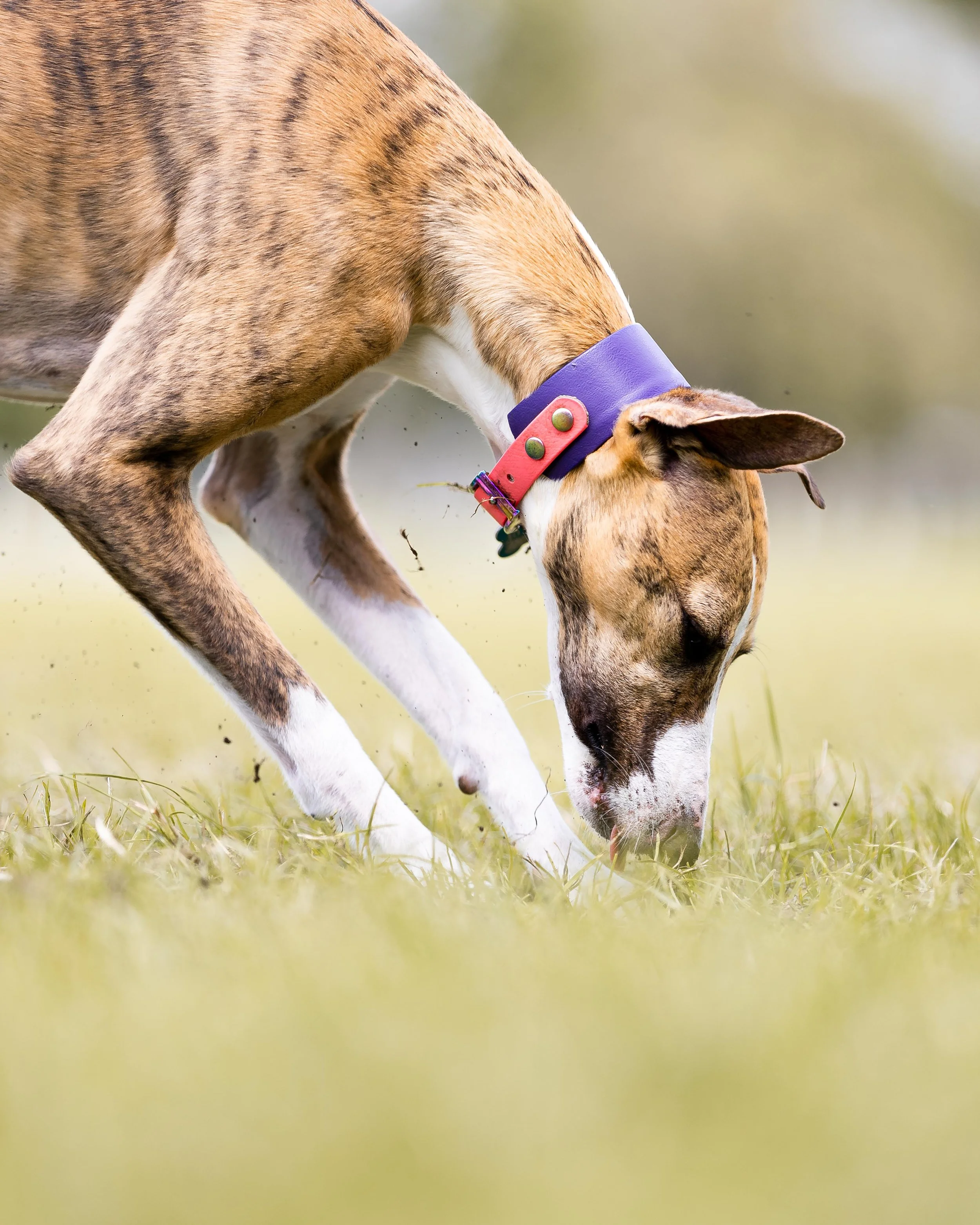A dog with a purple and red collar sniffing the grass in a field.