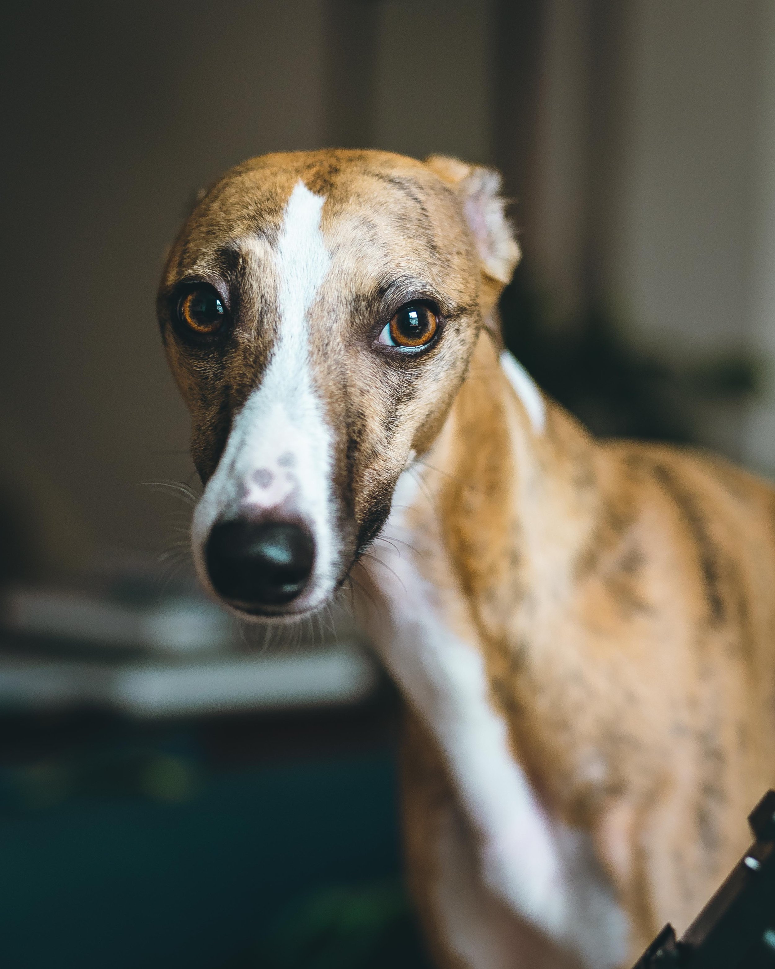 Close-up of a brown and white dog with expressive eyes and a white stripe down its face.