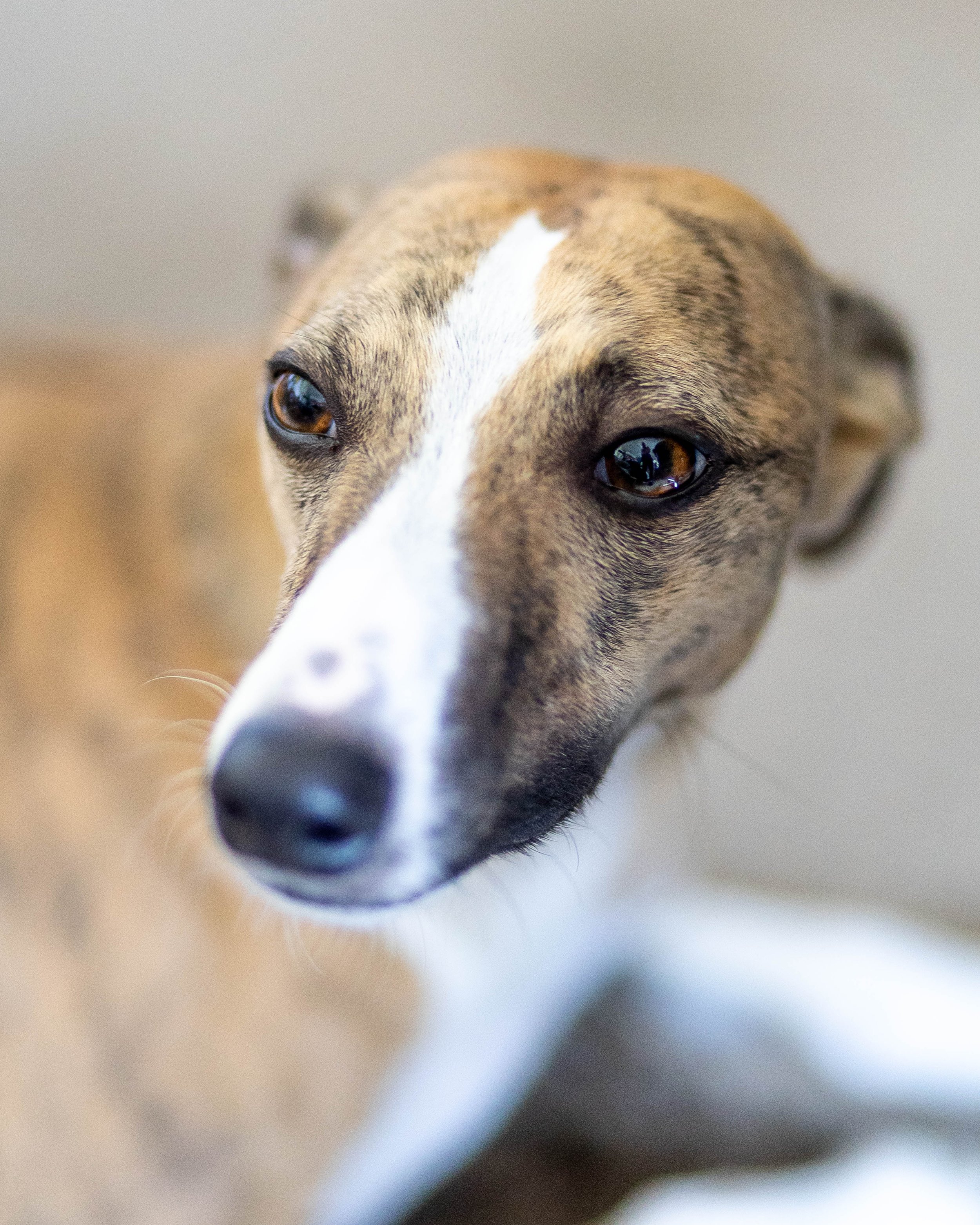 Close-up of a dog with a tan and white coat, looking to the left, with a blurred background.