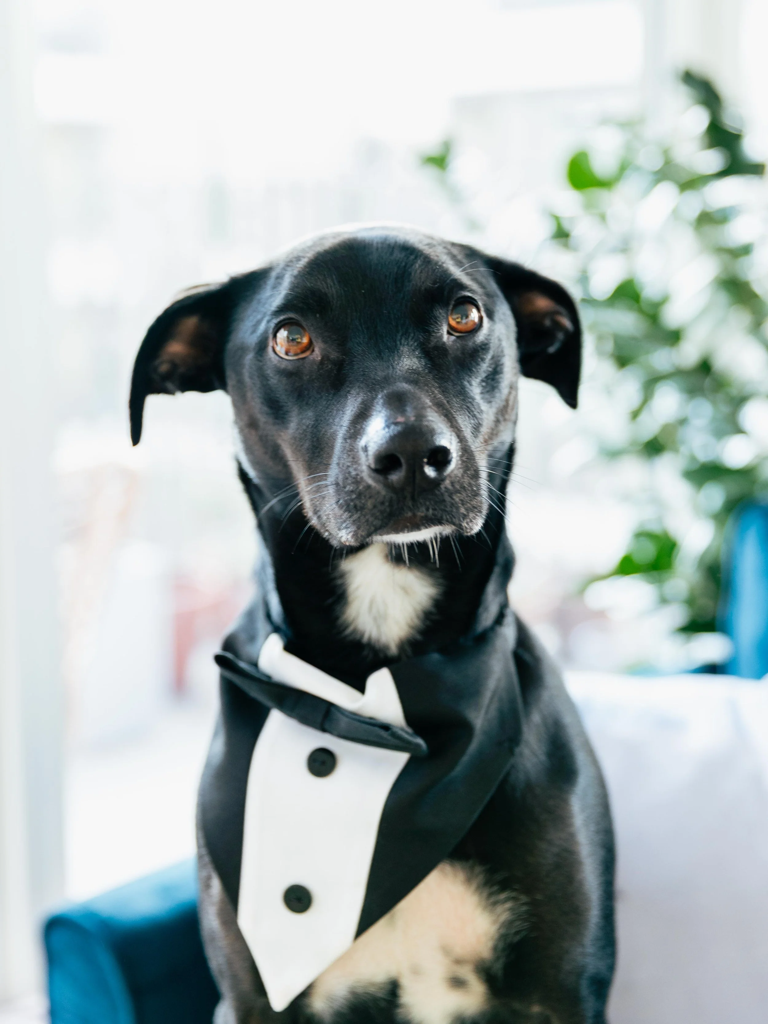 A black dog with a white patch on its chest, wearing a tuxedo bib, sitting indoors with a blurred background of potted plants and a window.