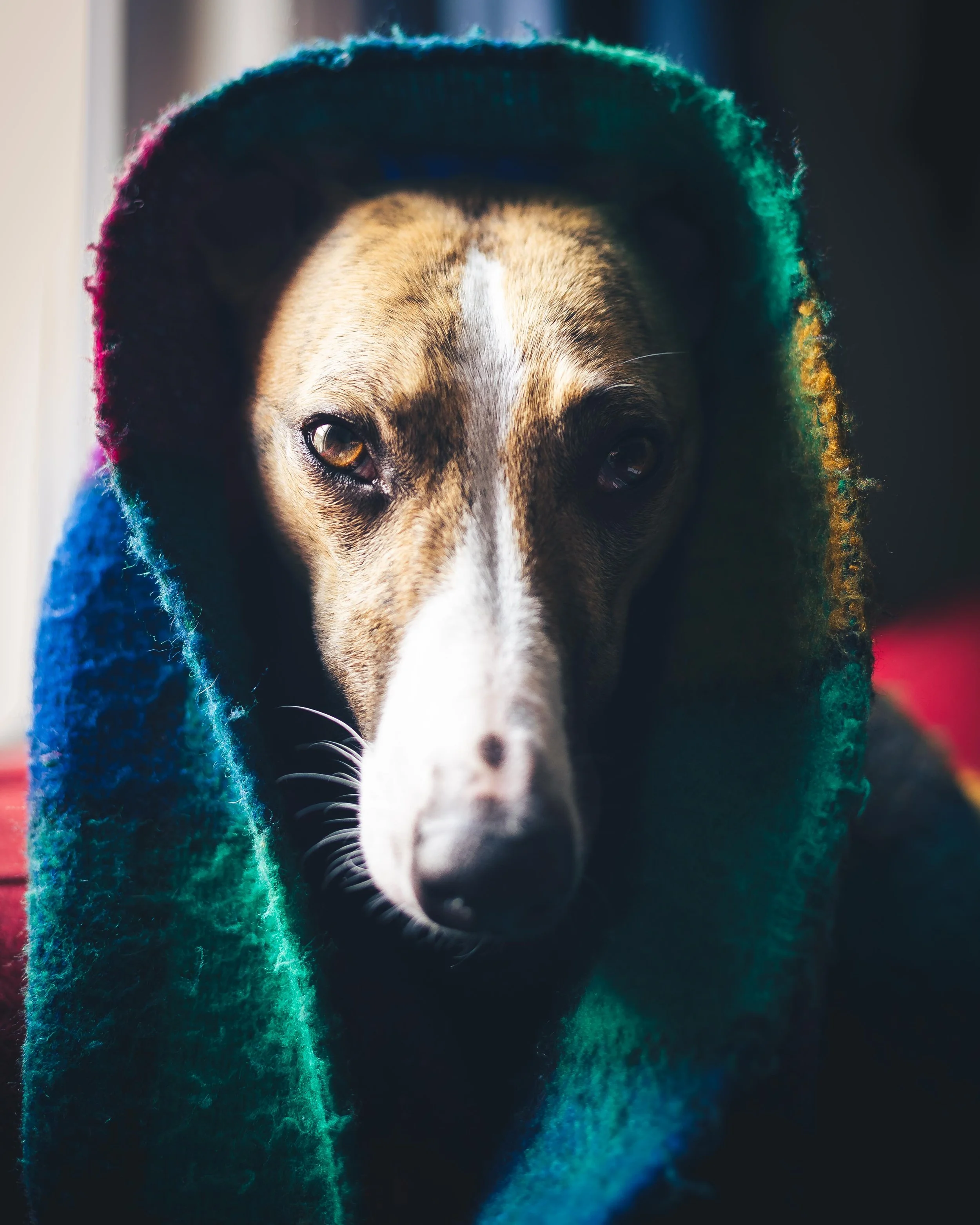 A dog with a tan and white coat wrapped in a colorful, fuzzy blanket, looking directly at the camera with a calm expression.