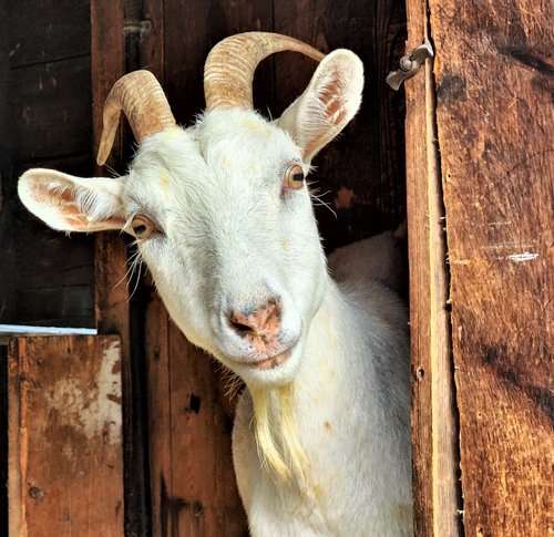 Rhody Goats at Lucky Stone Farm