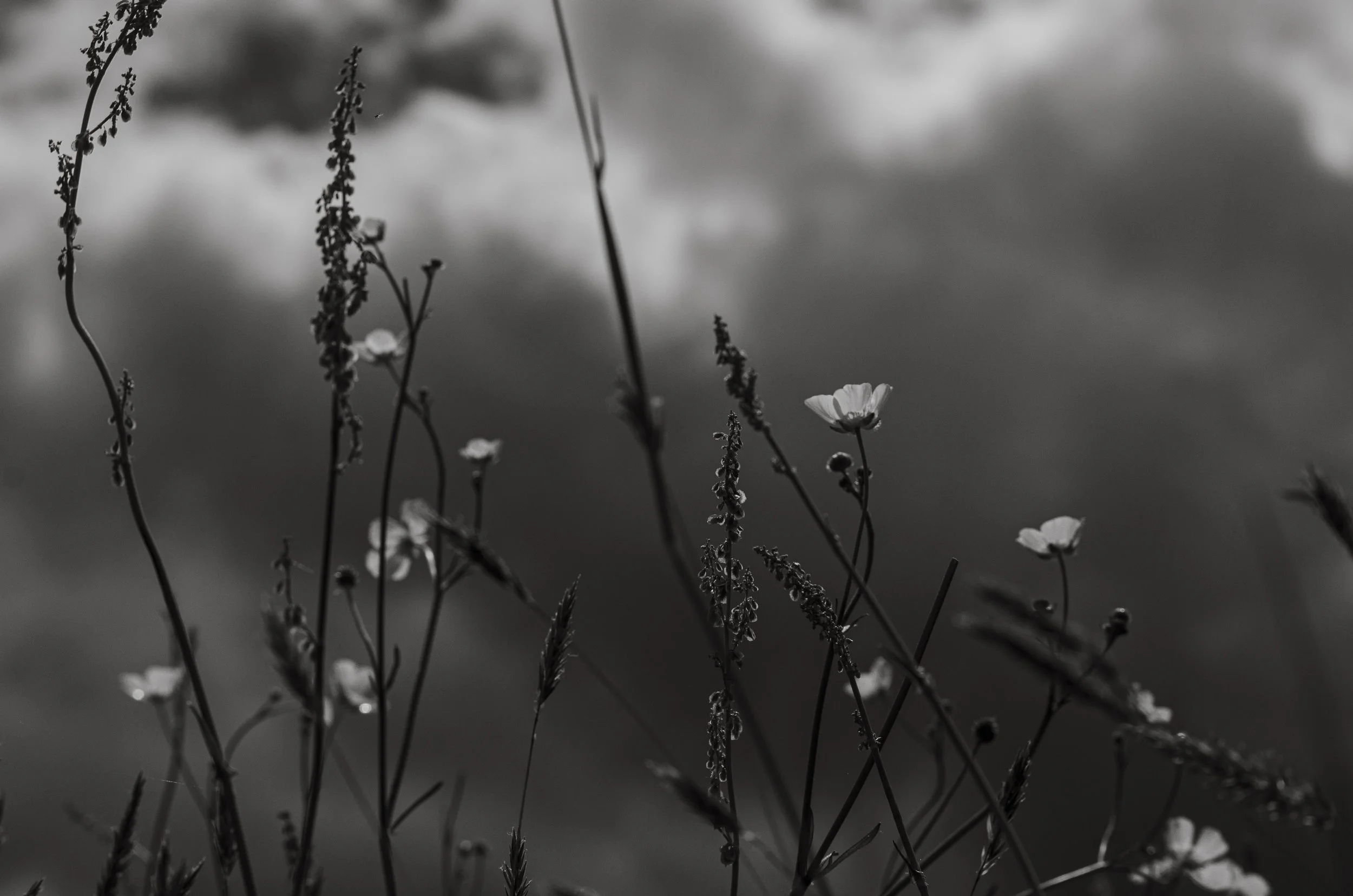 tallgrass_4.jpg