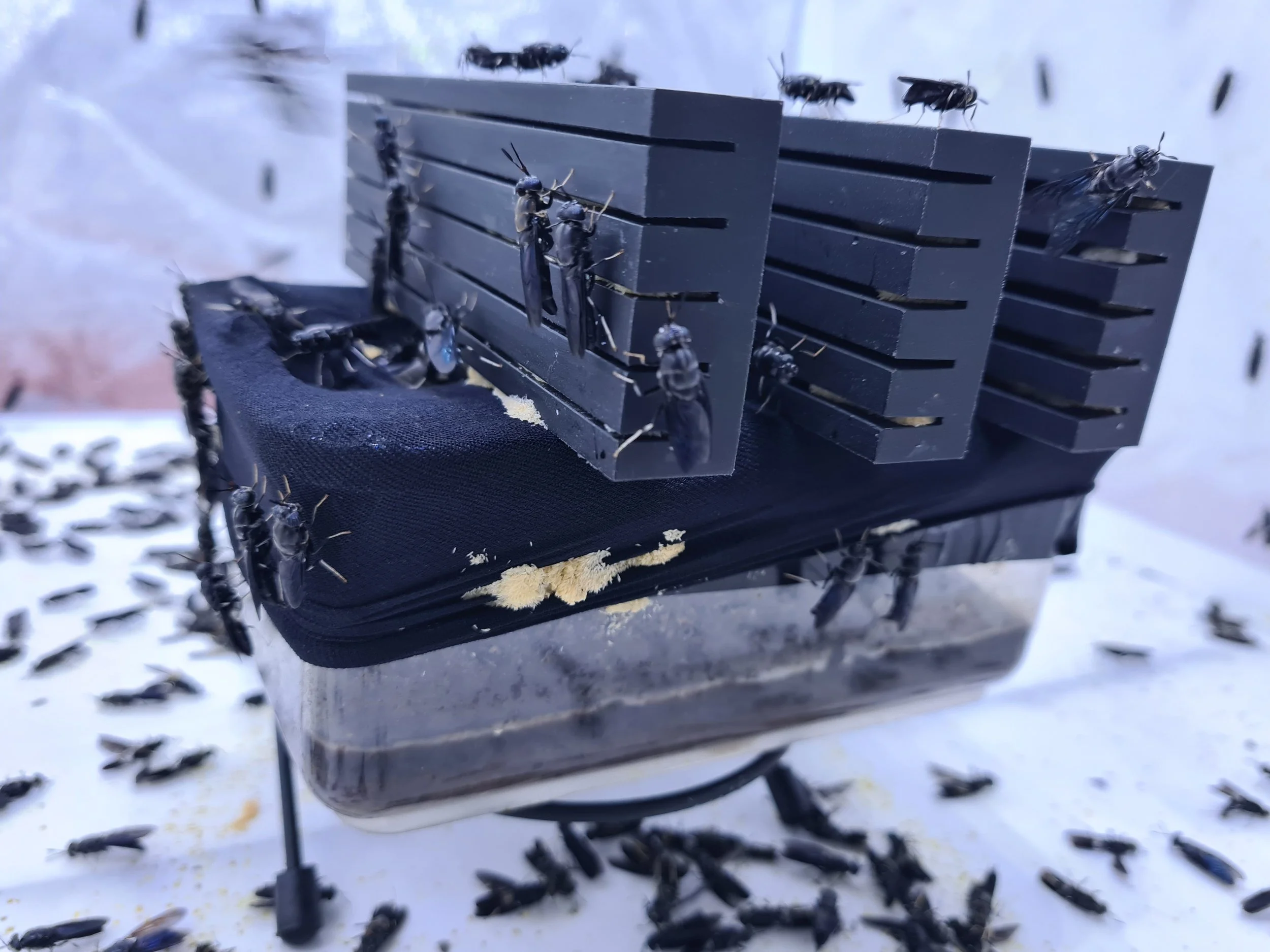 Designing With Intention: The R&amp;D Journey Behind our Egg Traps