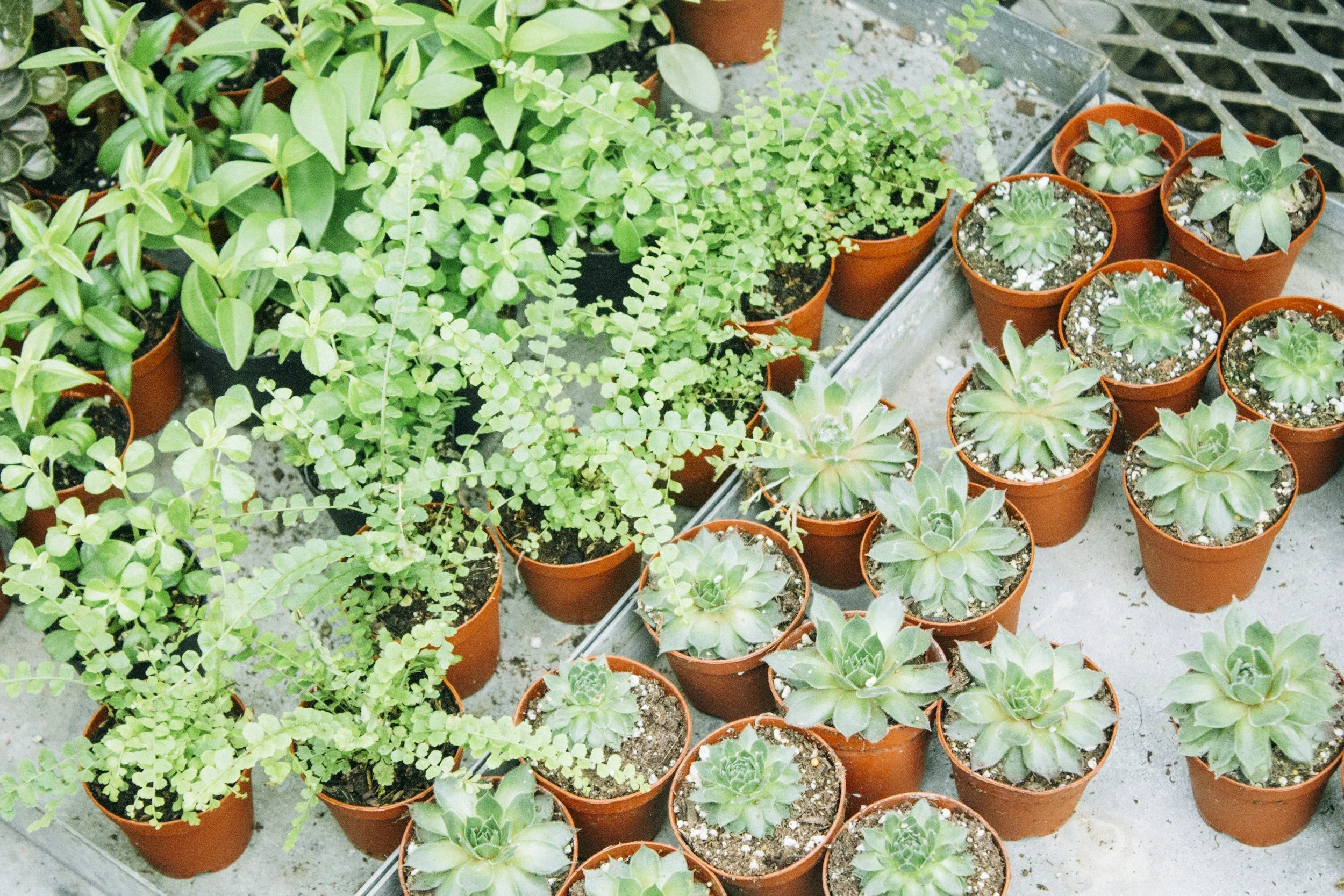 stock image potted plants frass trial