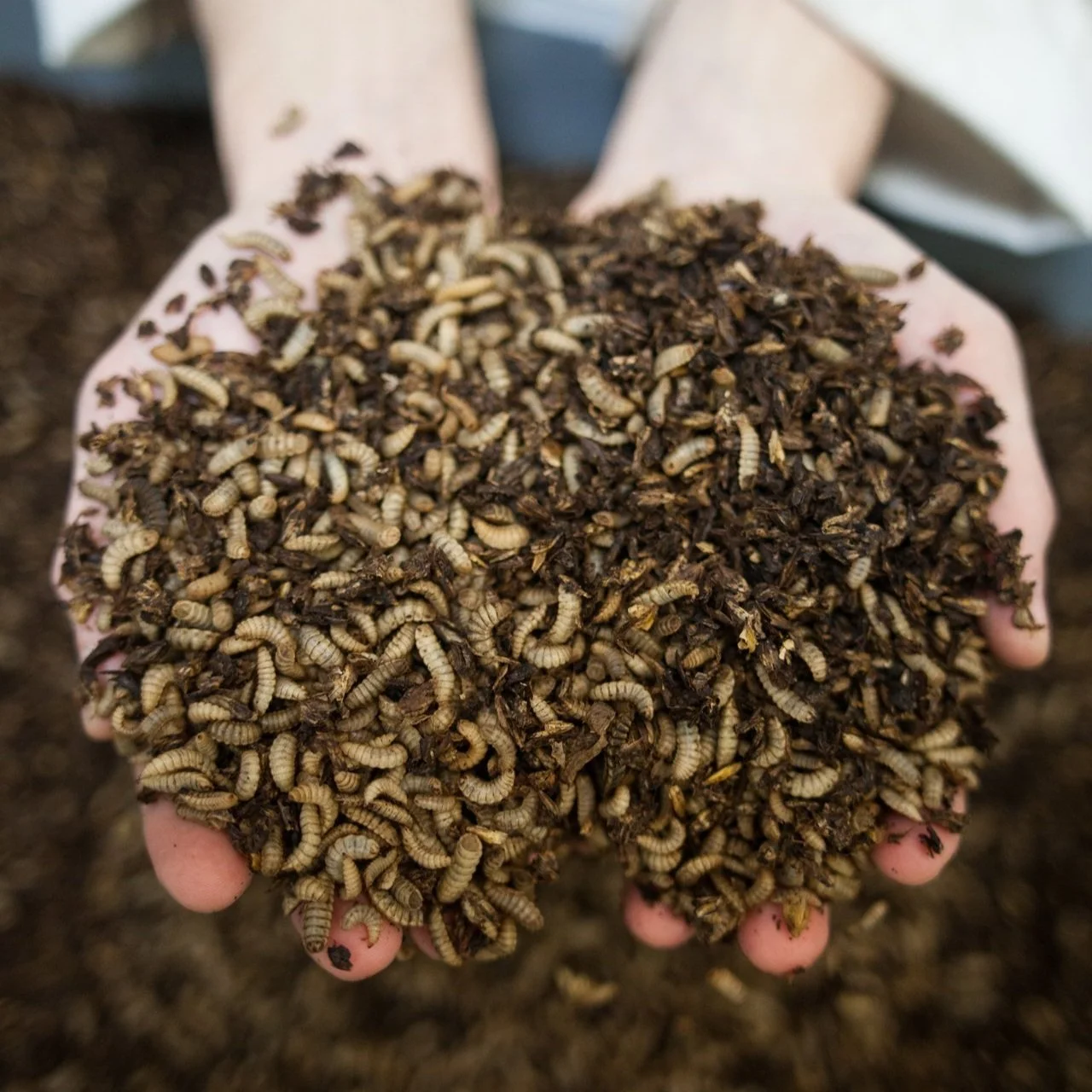 Commercial scale insect farm — Entocycle Insect farms and insect