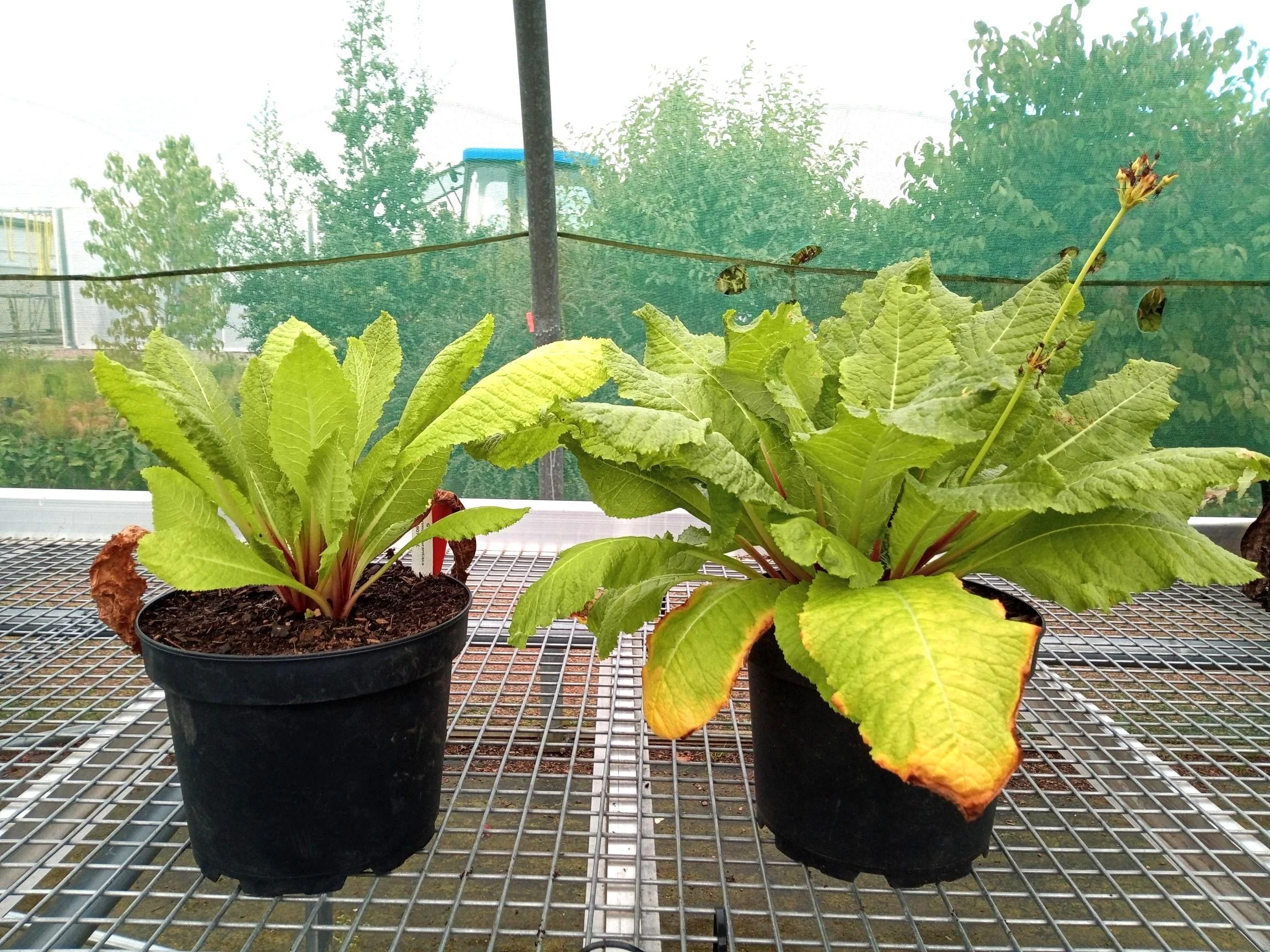 Primrose / Primula plant using organic frass fertiliser against control compost mix