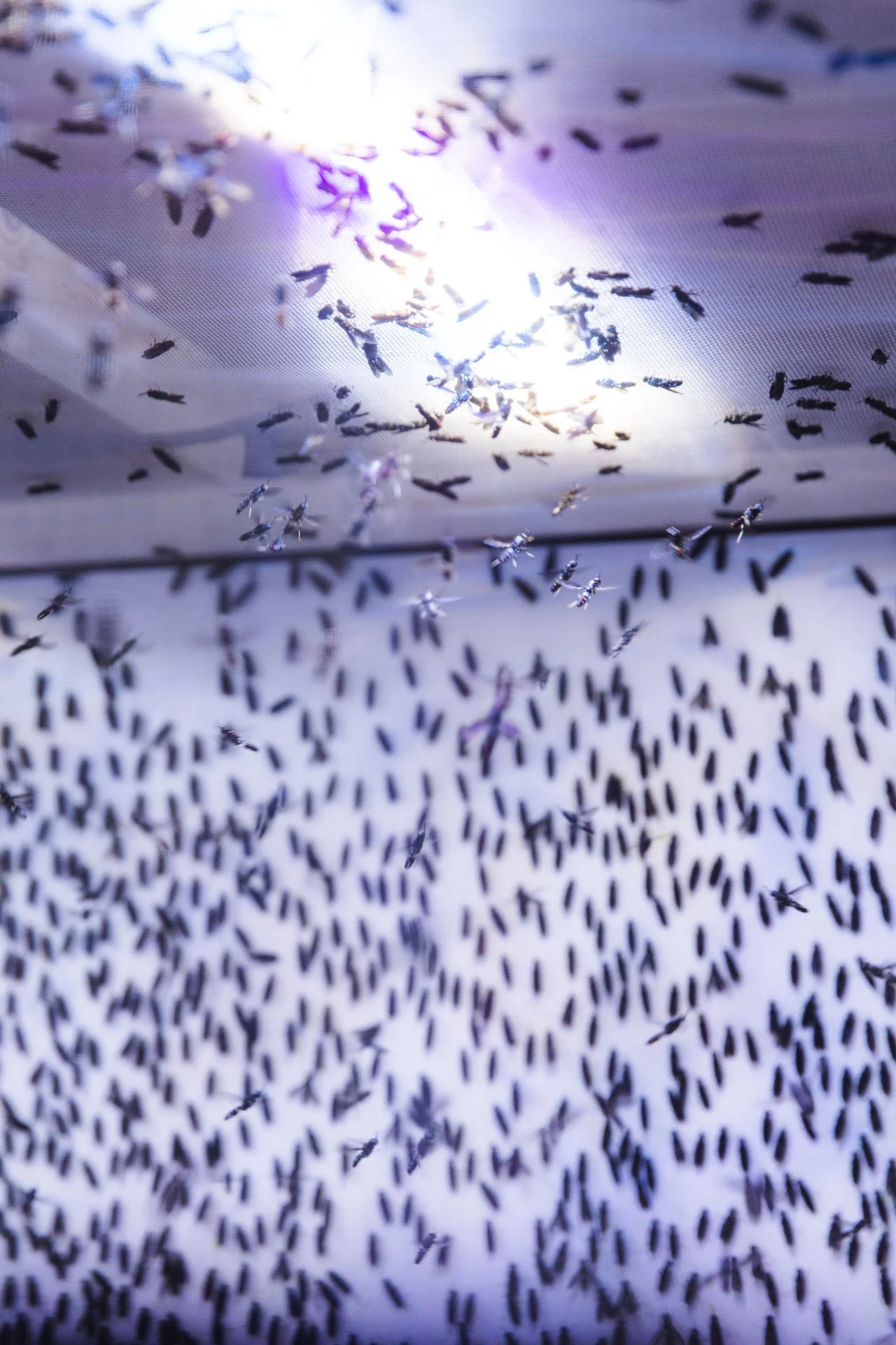 Black soldier flies in a cage