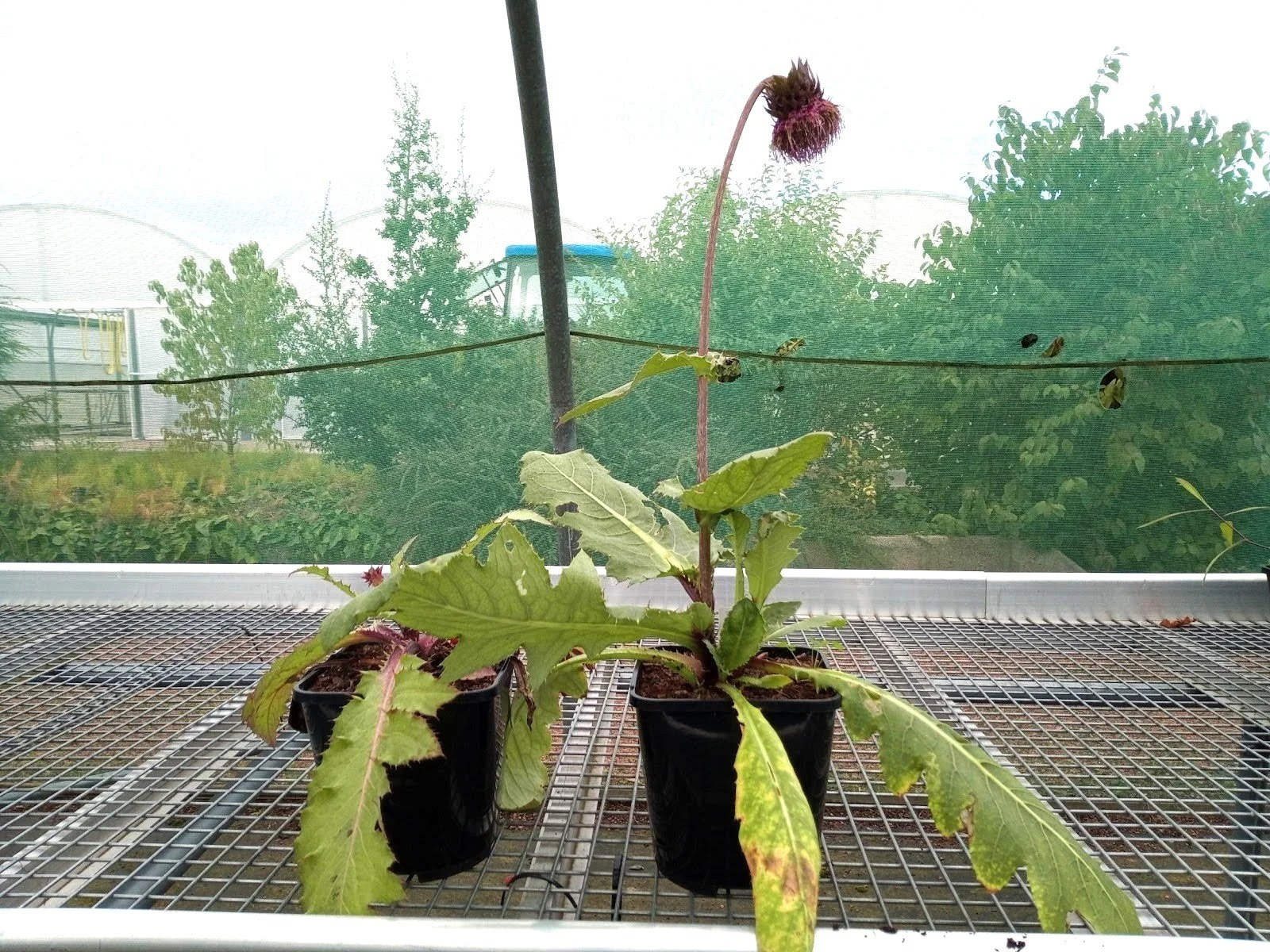 cirsium plant using frass fertiliser organic black soldier fly bsf