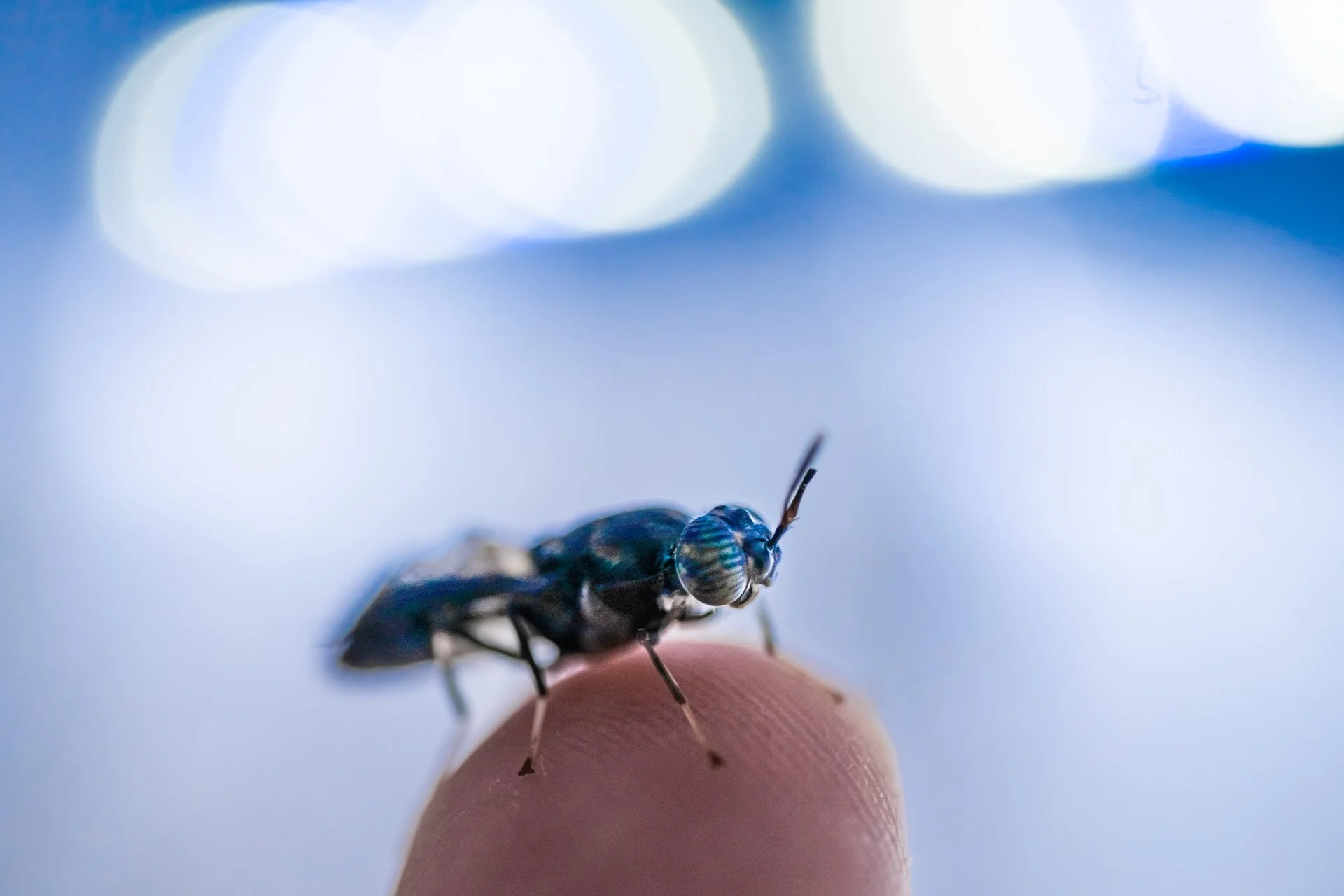 Current regulations on farming insects in the UK — Entocycle | Insect ...