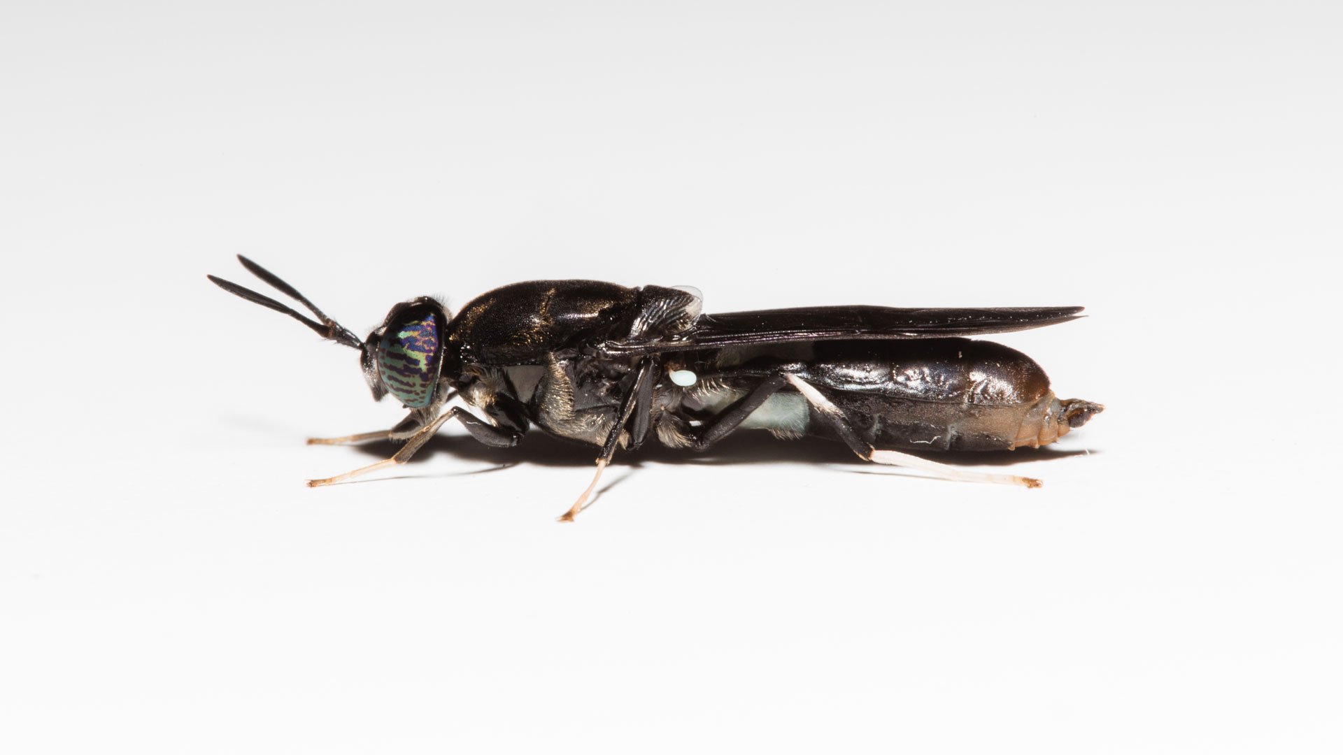 Black soldier fly larvae offer a multitude of benefits that make them ...