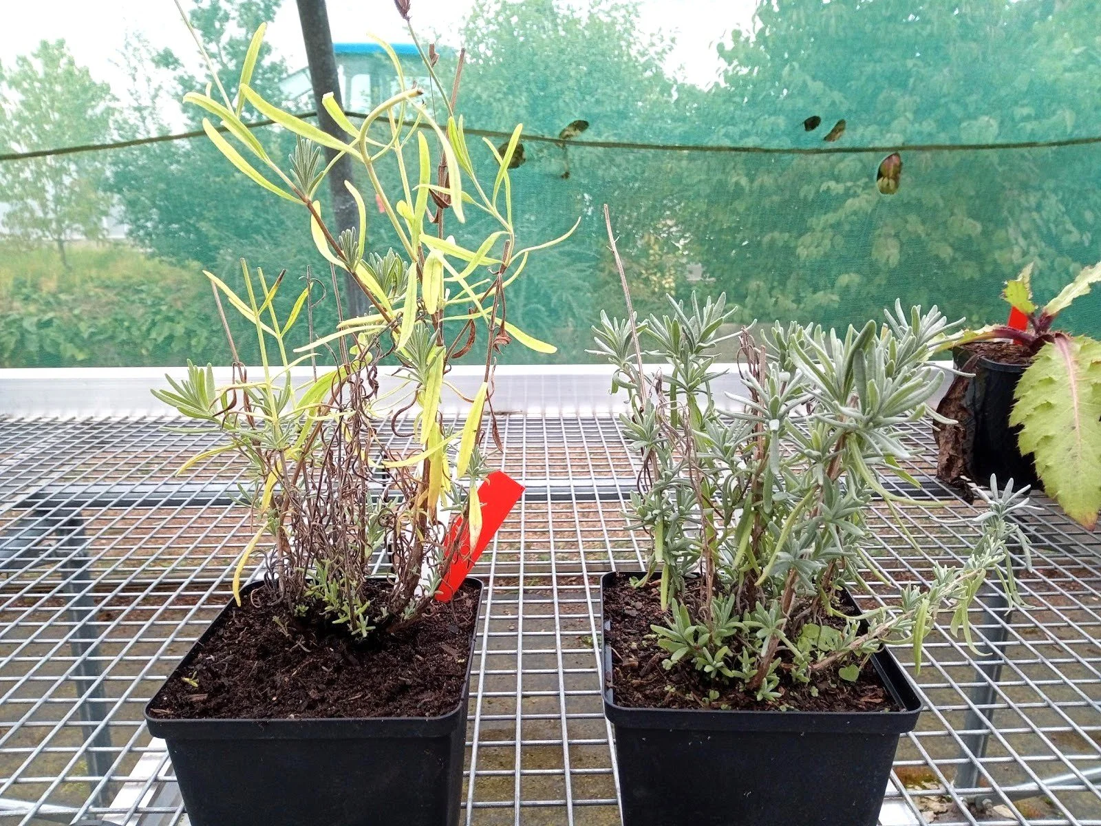 lavender plant using entocycle organic frass fertiliser bsf black soldier fly