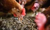 Current regulations on farming insects in the UK — Entocycle | Insect ...