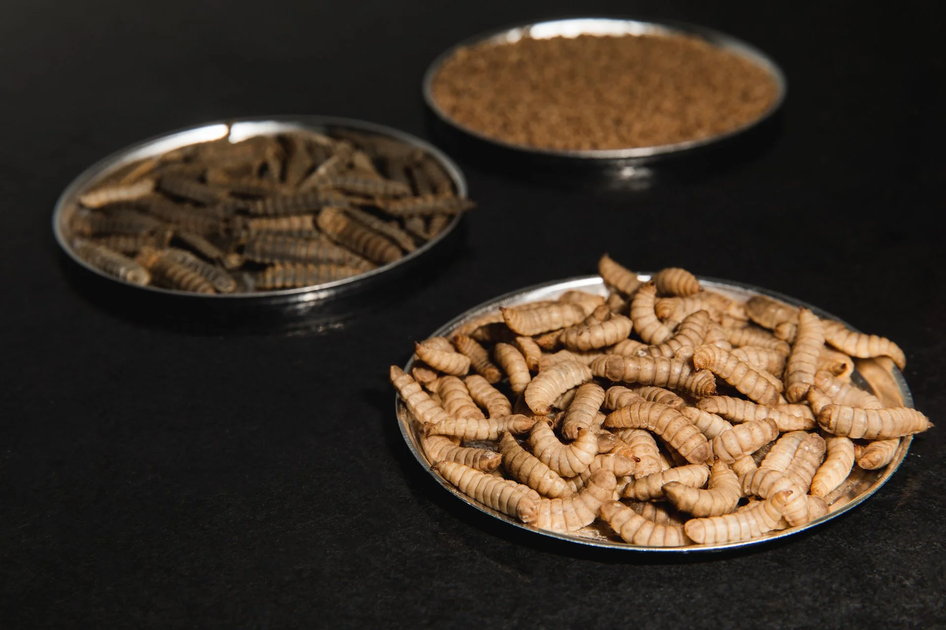 whole insects used for pet food, aquaculture and poultry feed