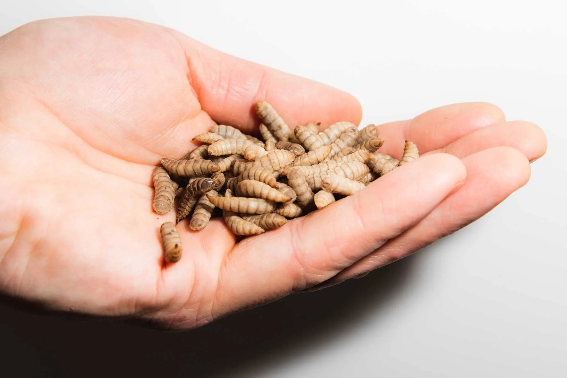 Modular insect farming technology — Entocycle | Insect Farming Technology