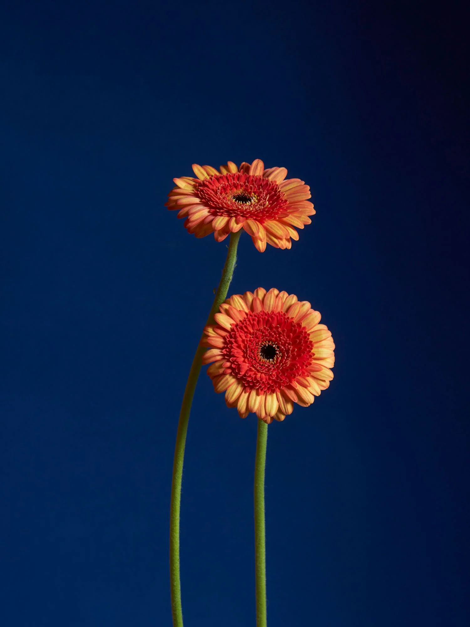 Lisa_King_Flower_Portrait_3.jpg