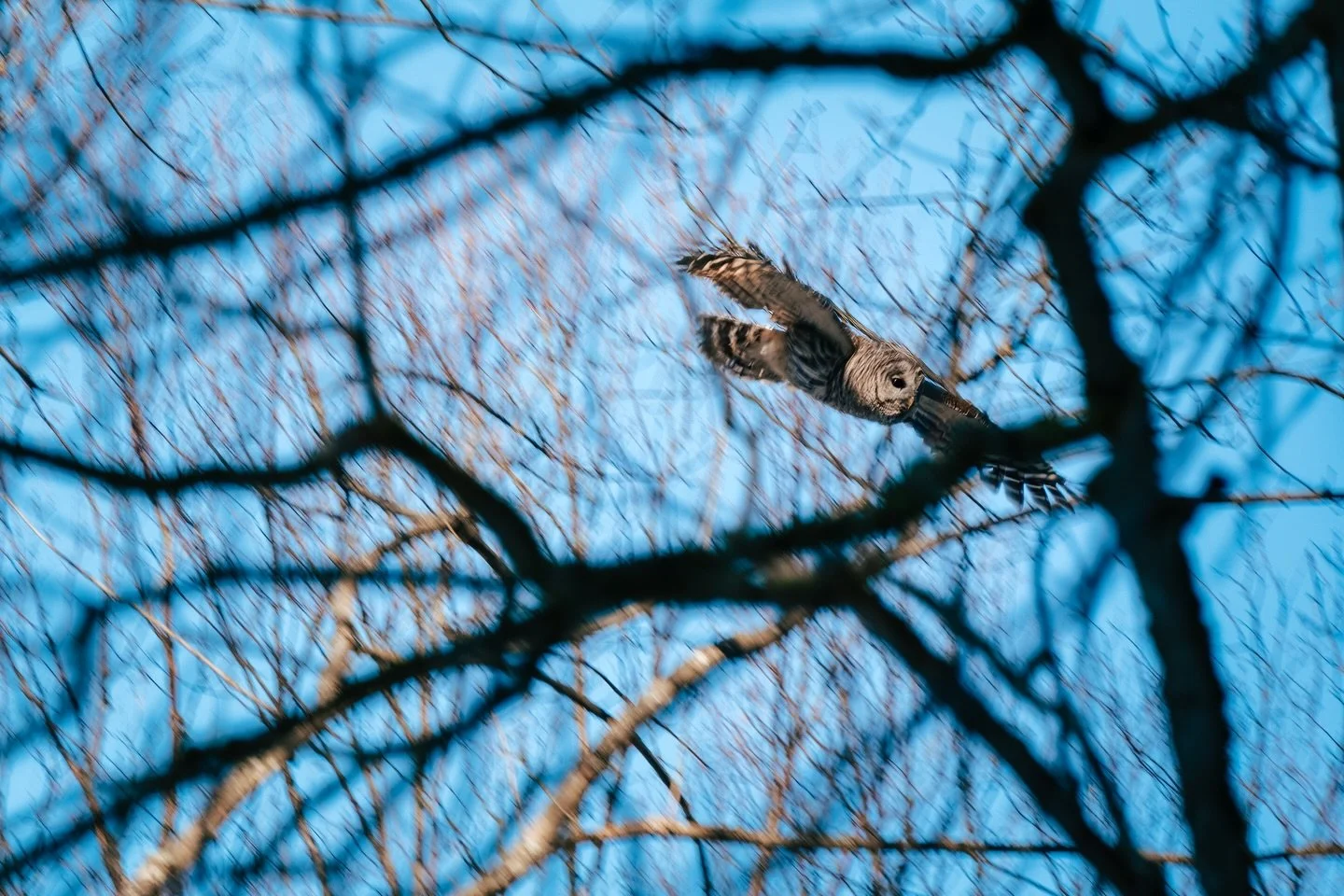 This morning we spotted a parliament of barred owls (4!) in the Enchanted Forest! What a HOOT! 🦉