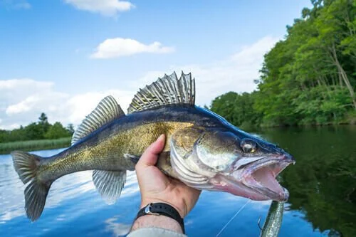 MN DNR Considering Reducing Statewide Walleye Limit