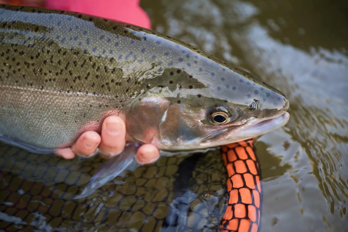 Winter fish handling tips