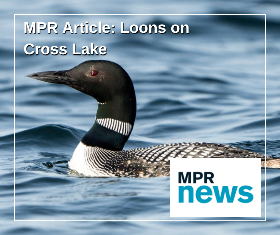 On Cross Lake, loons make the case for protecting Minnesota's wild shores