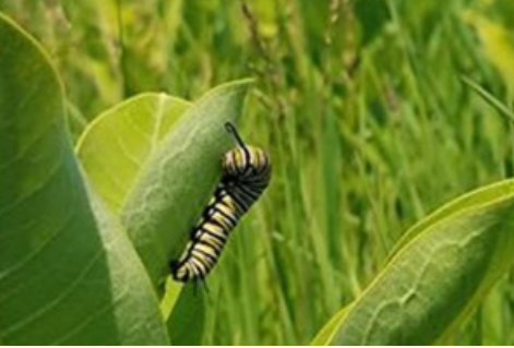 Forest and Pollinator Habitat Planting at Heritage Park | St Cloud